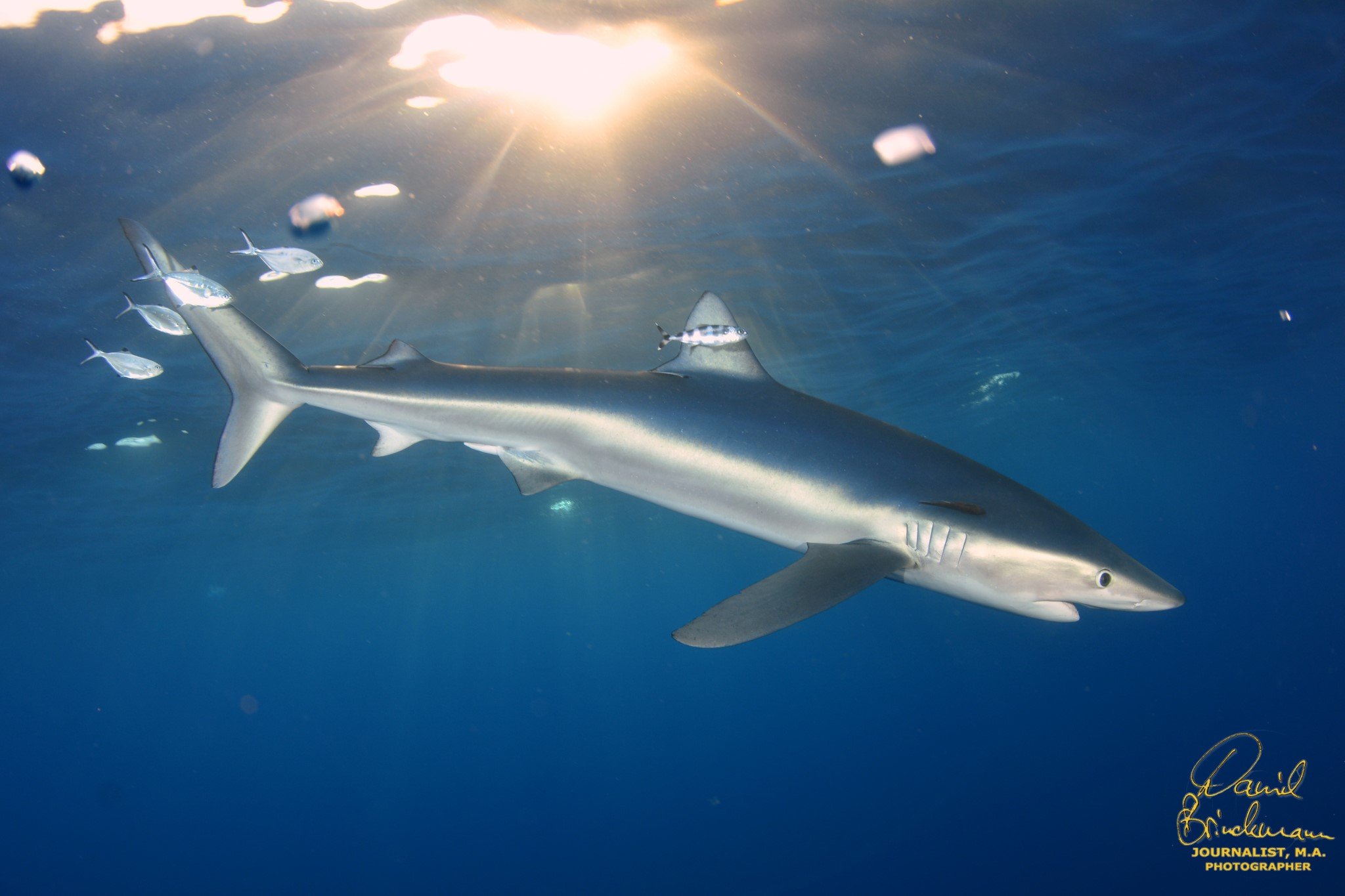 Blue Shark Snorkeling Adventure off Faial Island