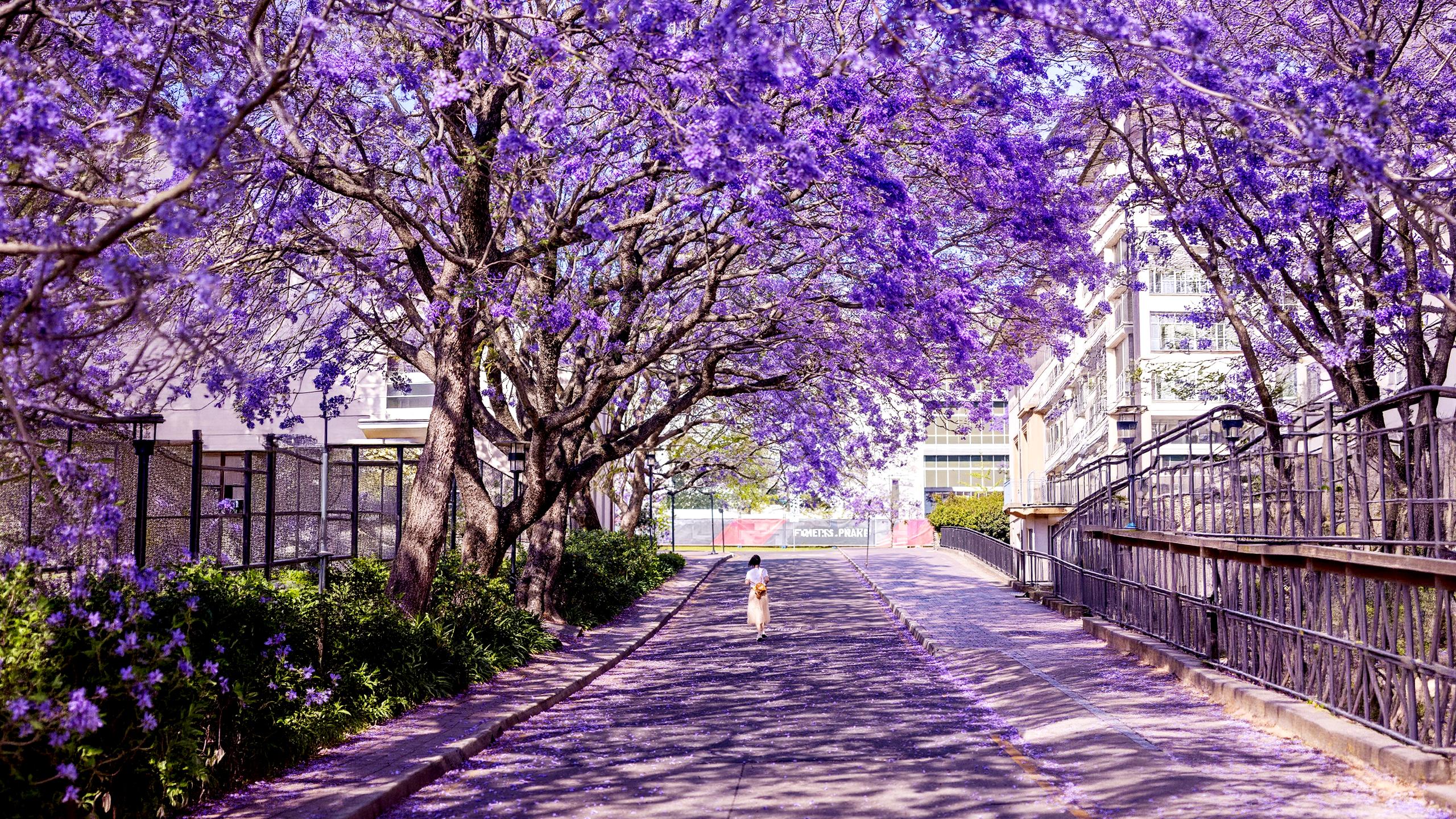 Jacaranda Spring & Wildlife Tour with Taronga Zoo