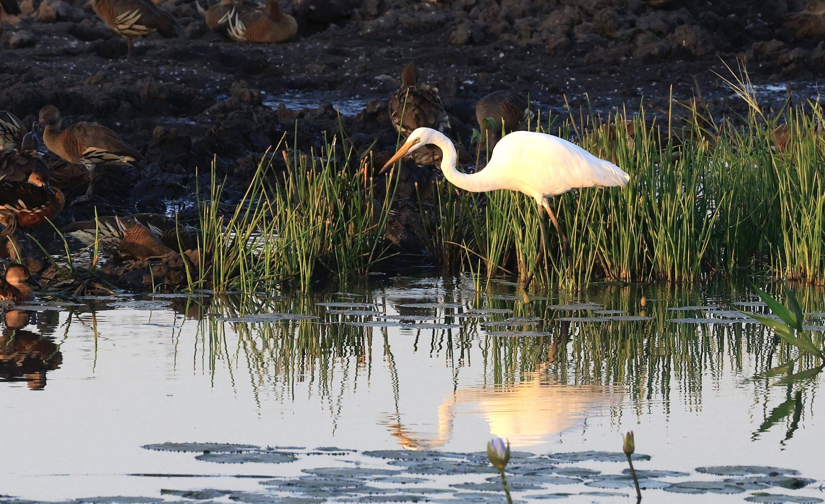 Darwin Wetlands Wildlife Tour with Geoff Barrett