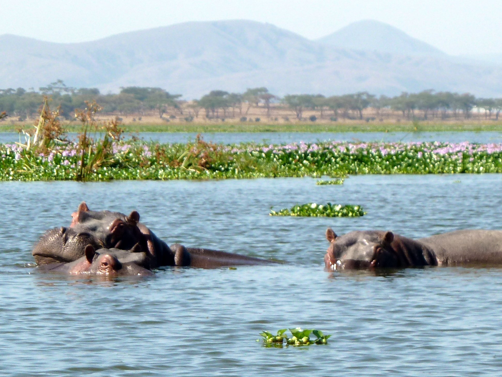 Lake Naivasha & Crescent Island Wildlife Day Trip