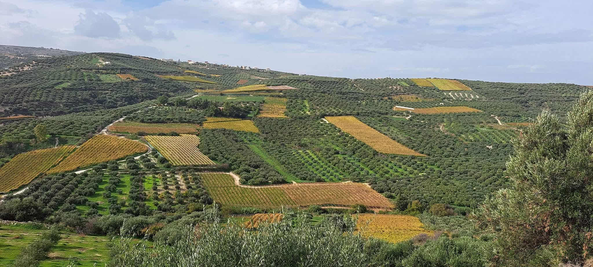 Heraklion Wine, Raki & Olive Oil Tasting Experience