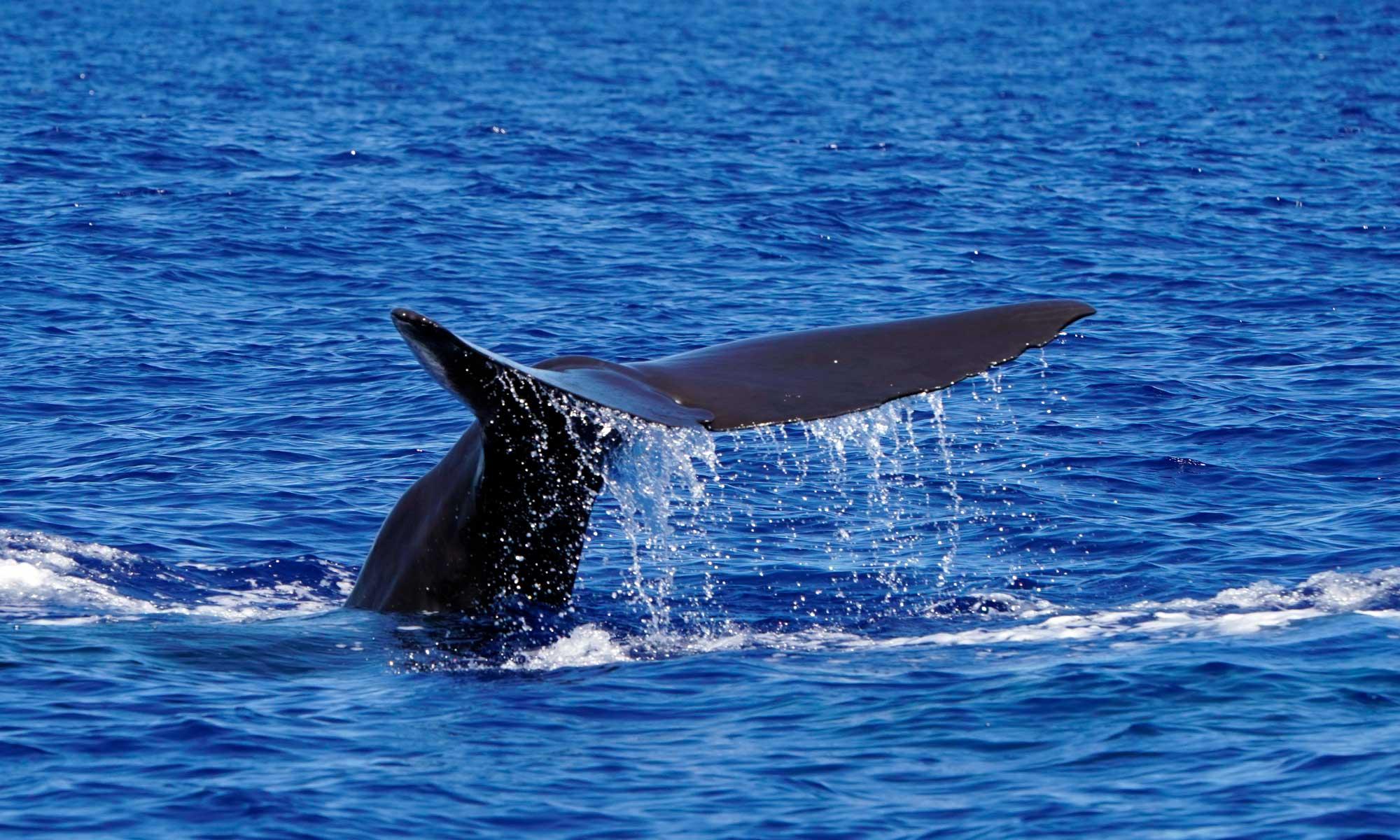 Funchal Dolphin & Whale Watching Speedboat Safari