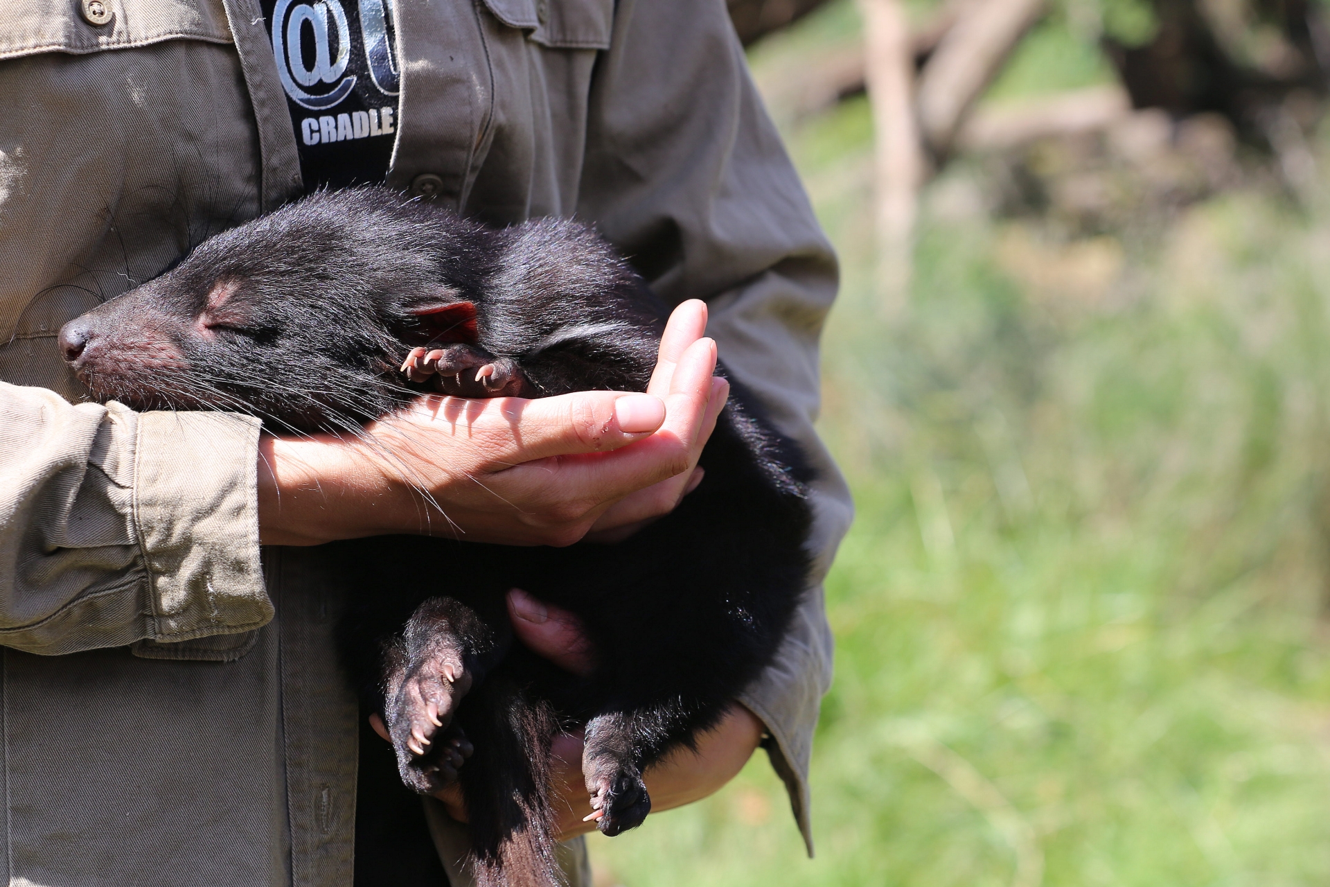 Tasmanian Devil Sanctuary Day Keeper Experience