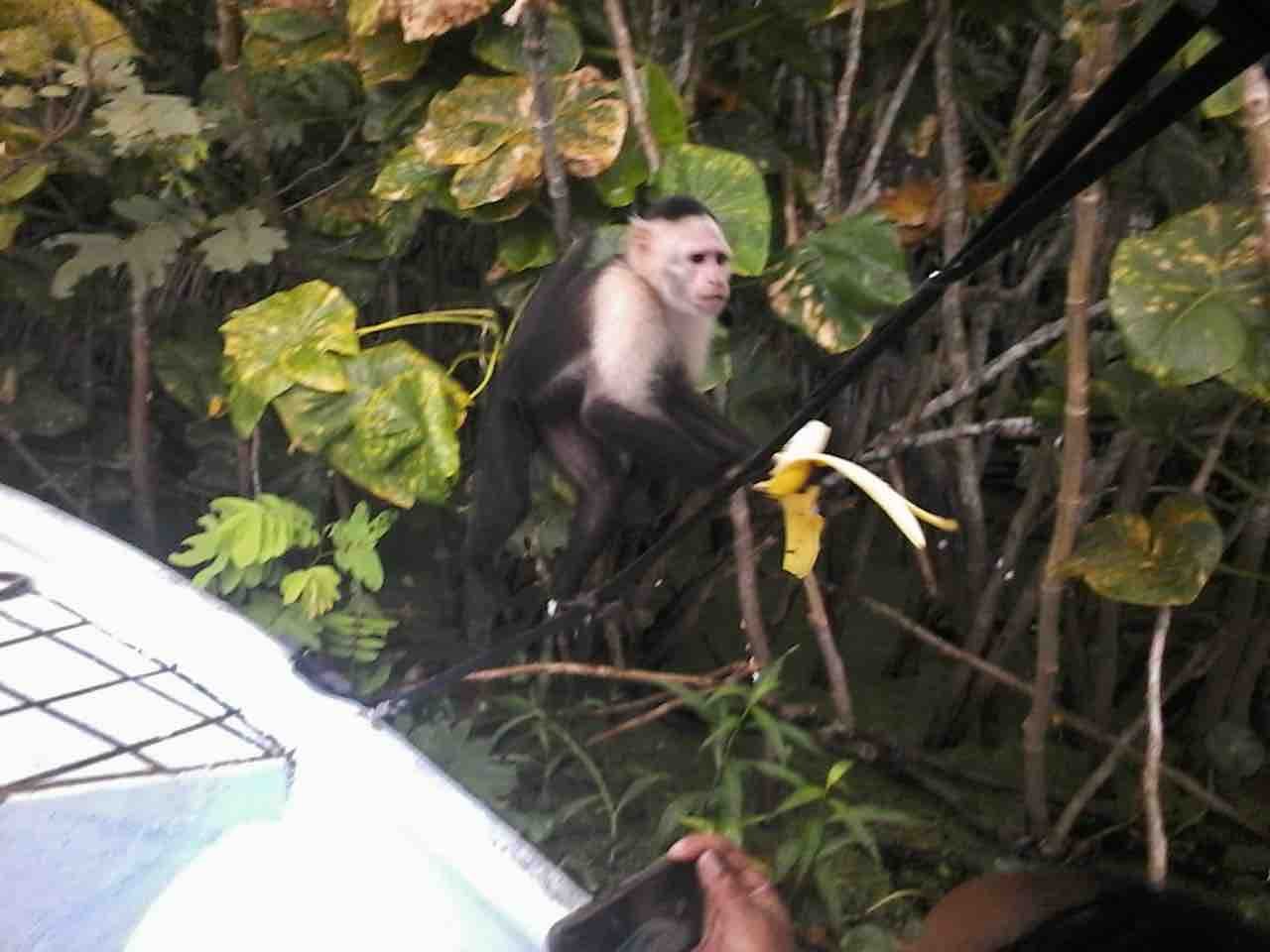 Panama Canal, Monkey Island & Sloth Sanctuary Expedition