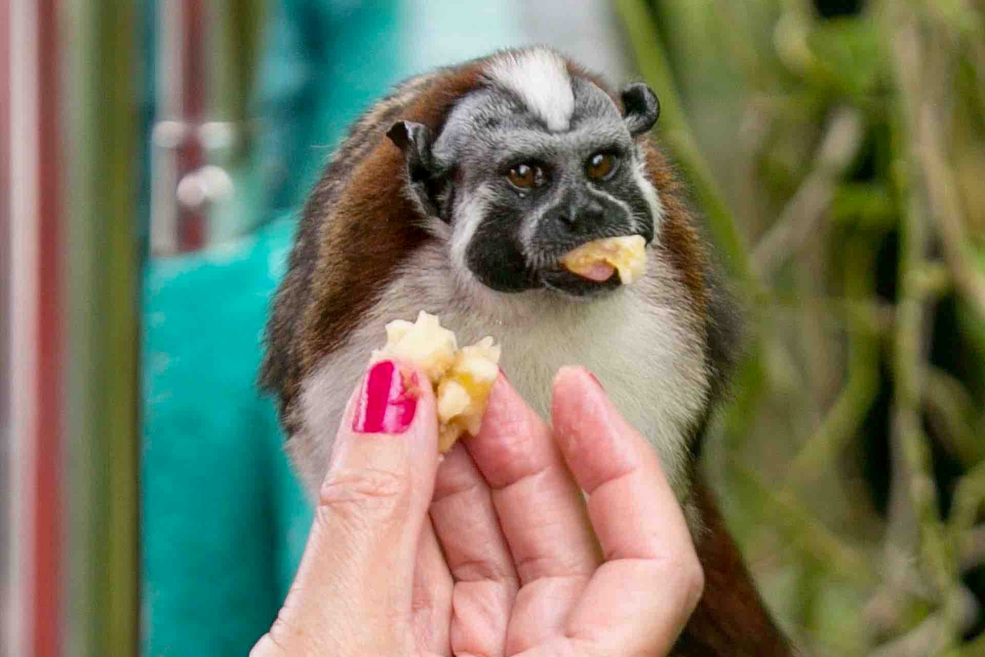 Panama Canal, Monkey Island & Sloth Sanctuary Expedition