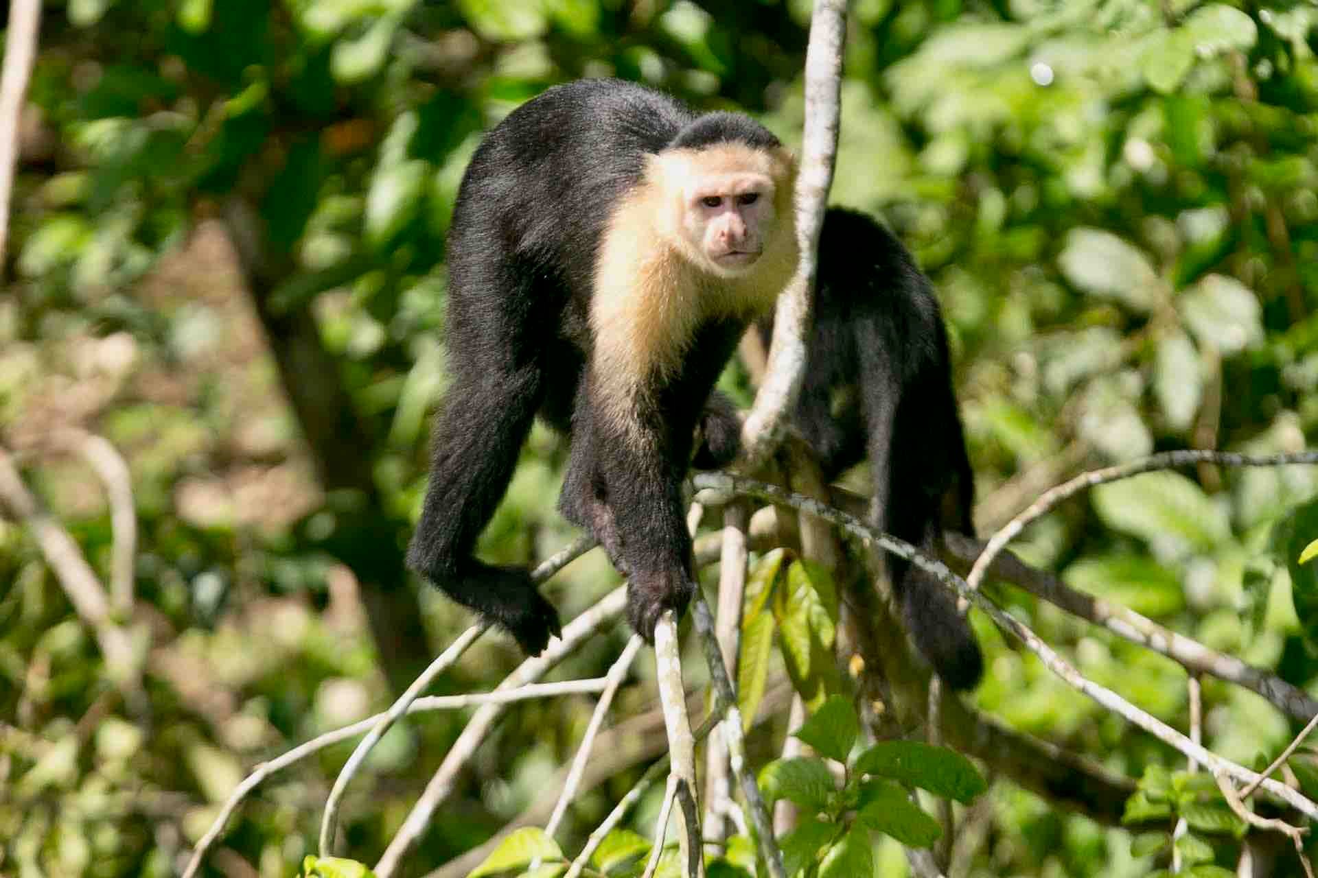 Panama Canal, Monkey Island & Sloth Sanctuary Expedition