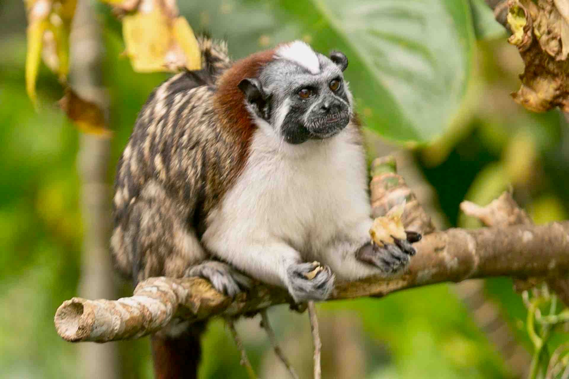 Panama Canal, Monkey Island & Sloth Sanctuary Expedition