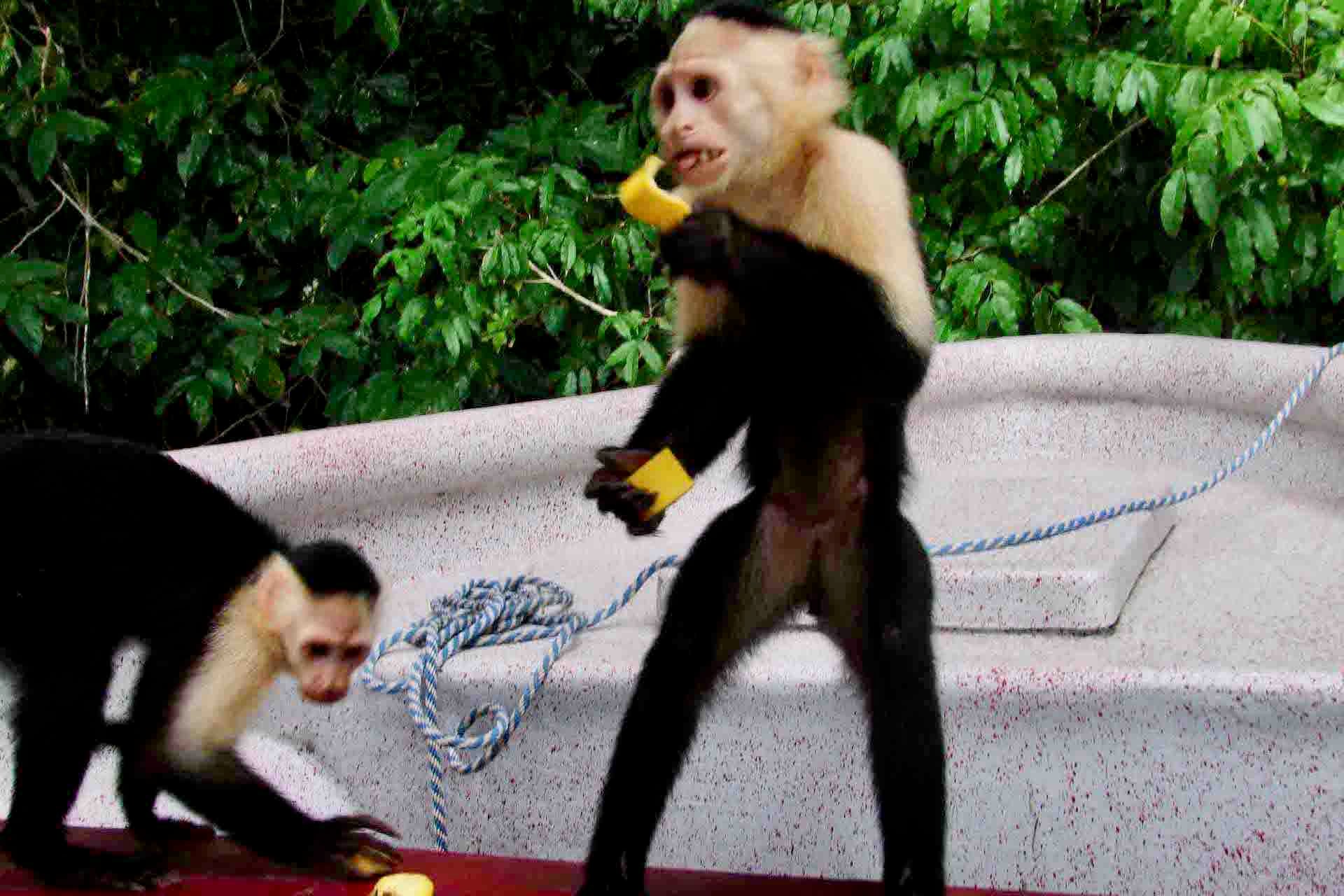 Panama Canal, Monkey Island & Sloth Sanctuary Expedition