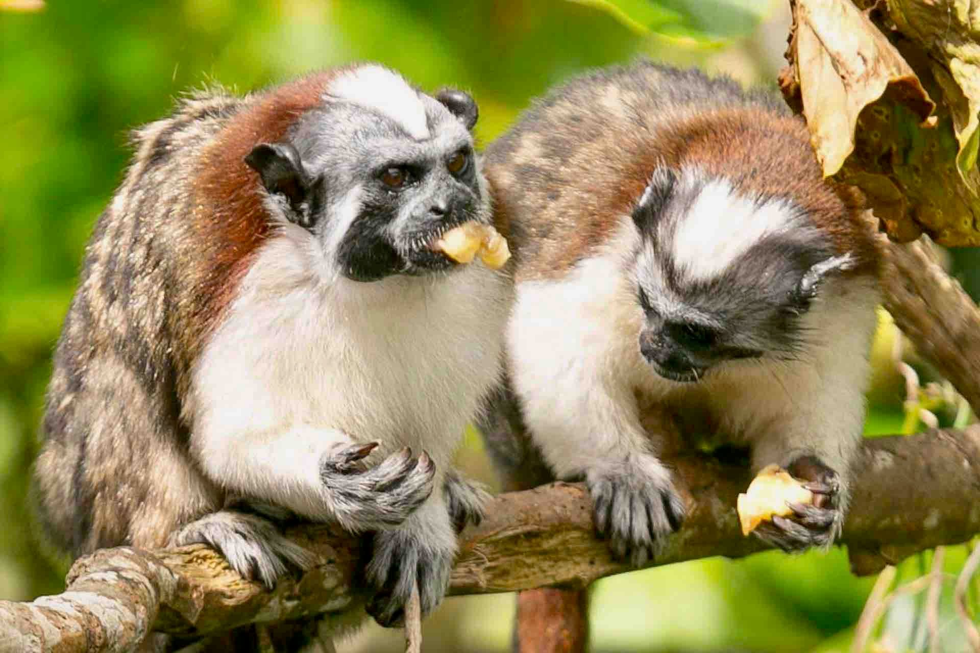 Panama Canal, Monkey Island & Sloth Sanctuary Expedition