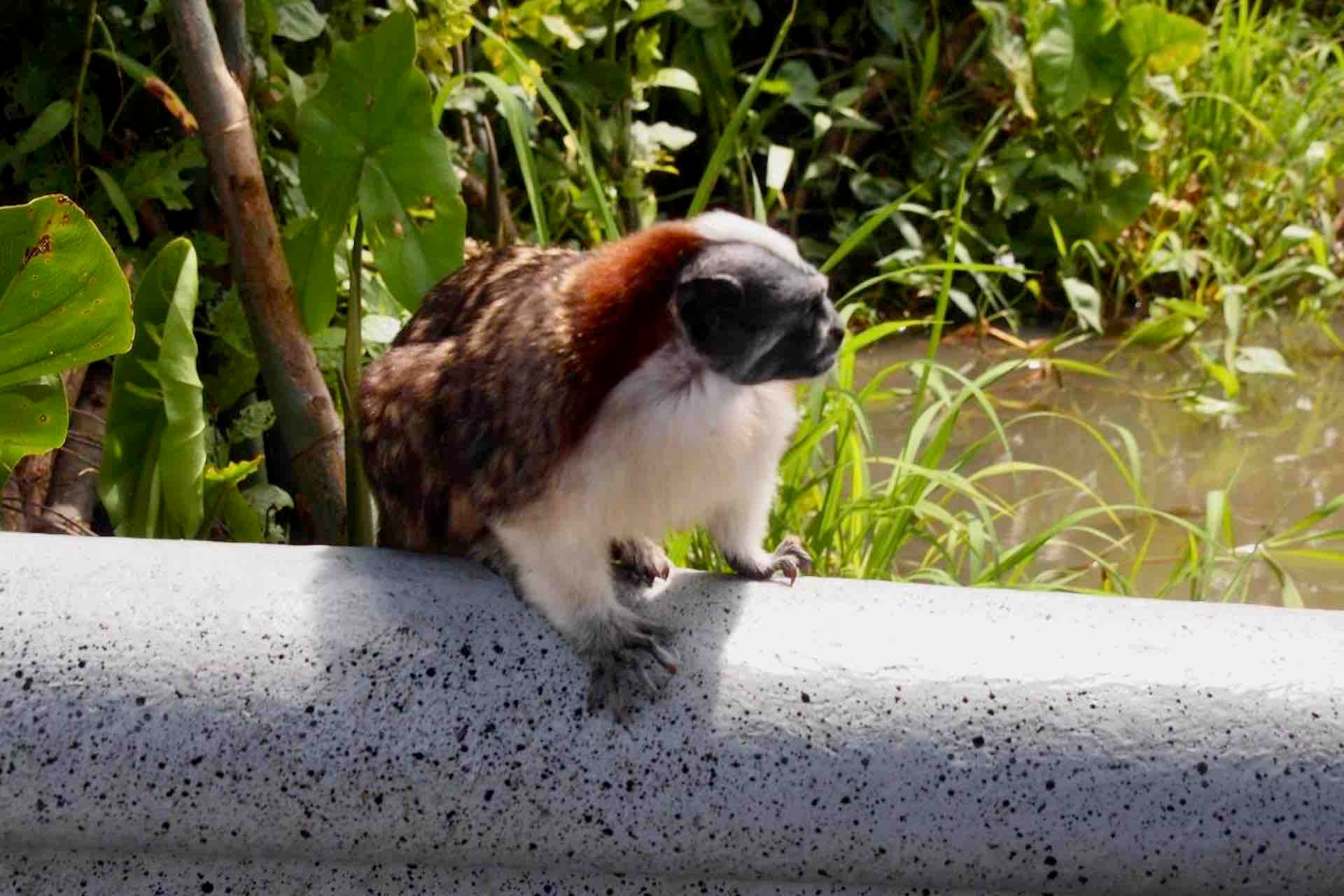 Panama Canal, Monkey Island & Sloth Sanctuary Expedition
