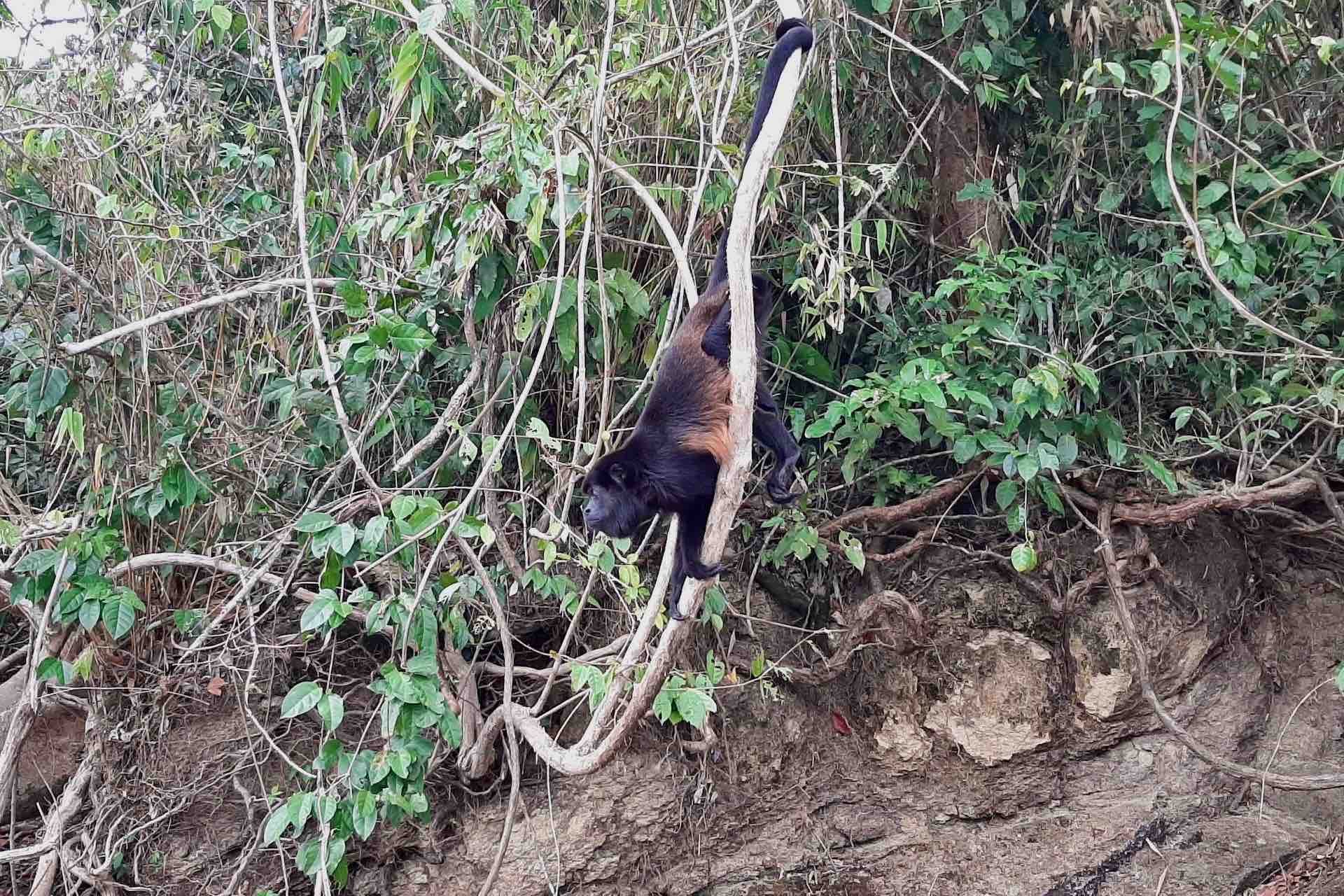 Panama Canal, Monkey Island & Sloth Sanctuary Expedition