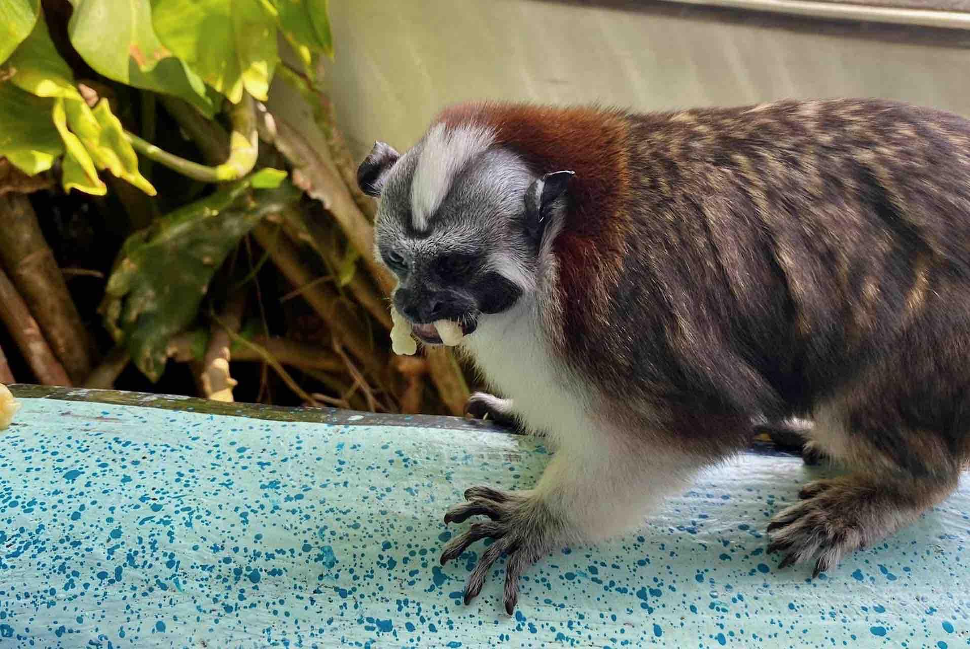 Panama Canal, Monkey Island & Sloth Sanctuary Expedition