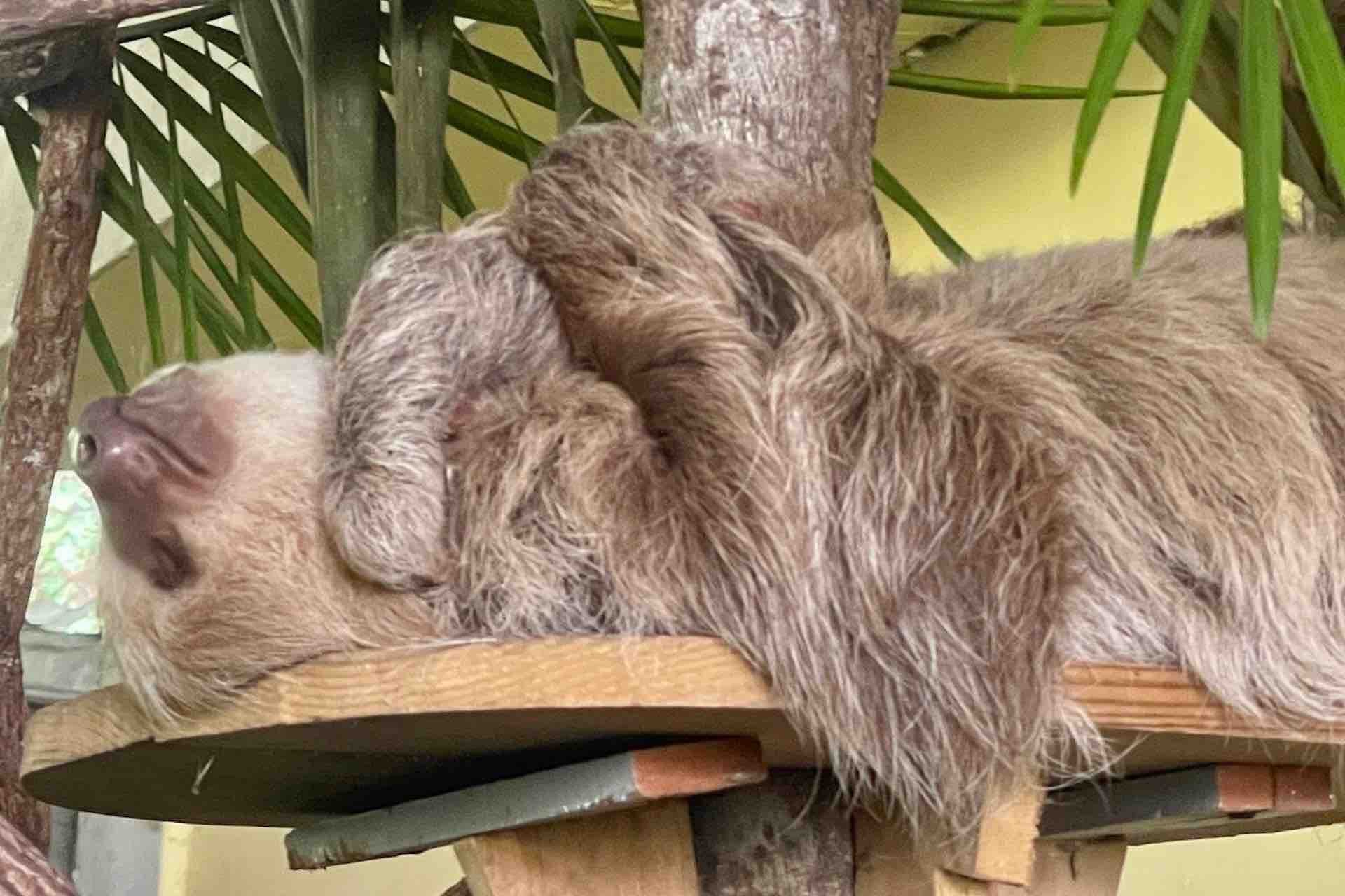 Panama Canal, Monkey Island & Sloth Sanctuary Expedition