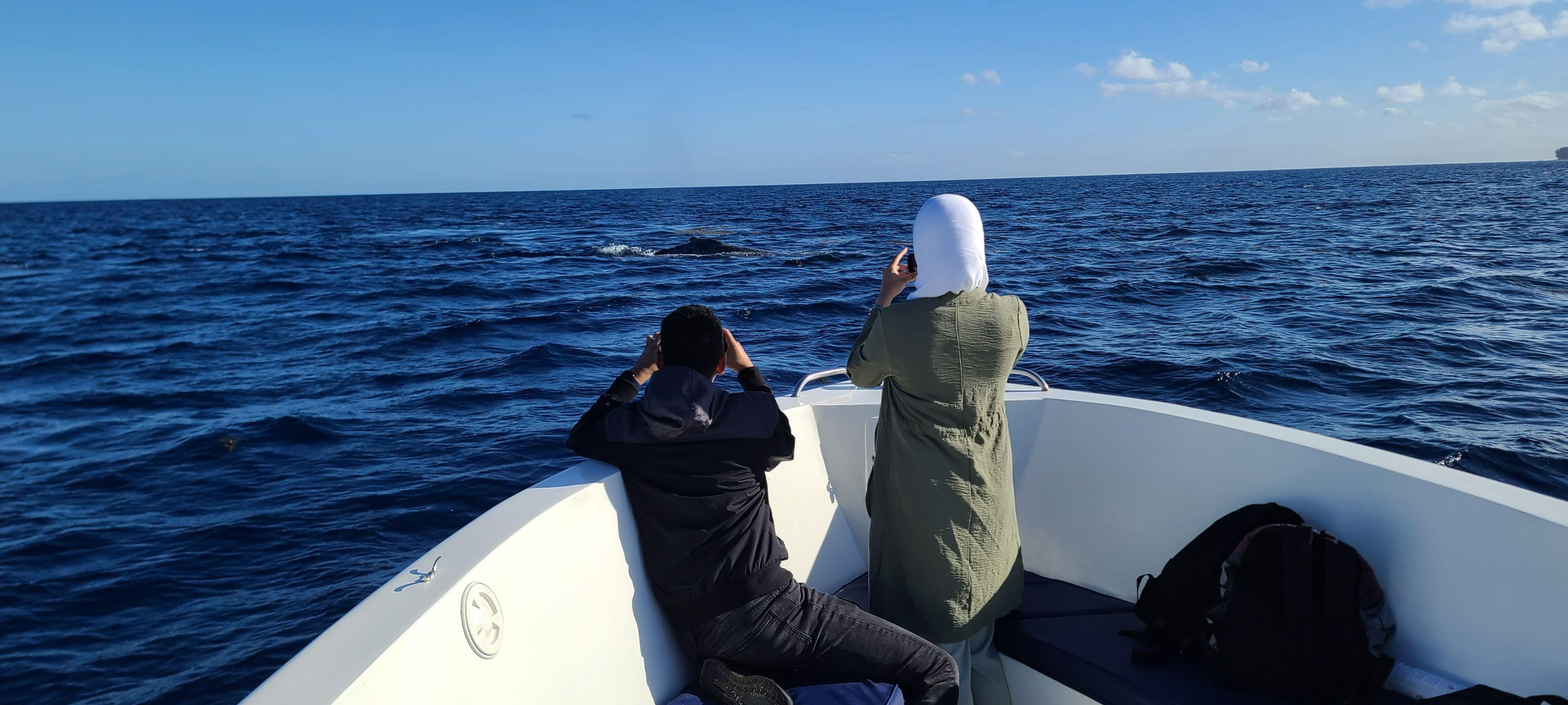 Private Speedboat Whale Watching & Snorkeling Tour