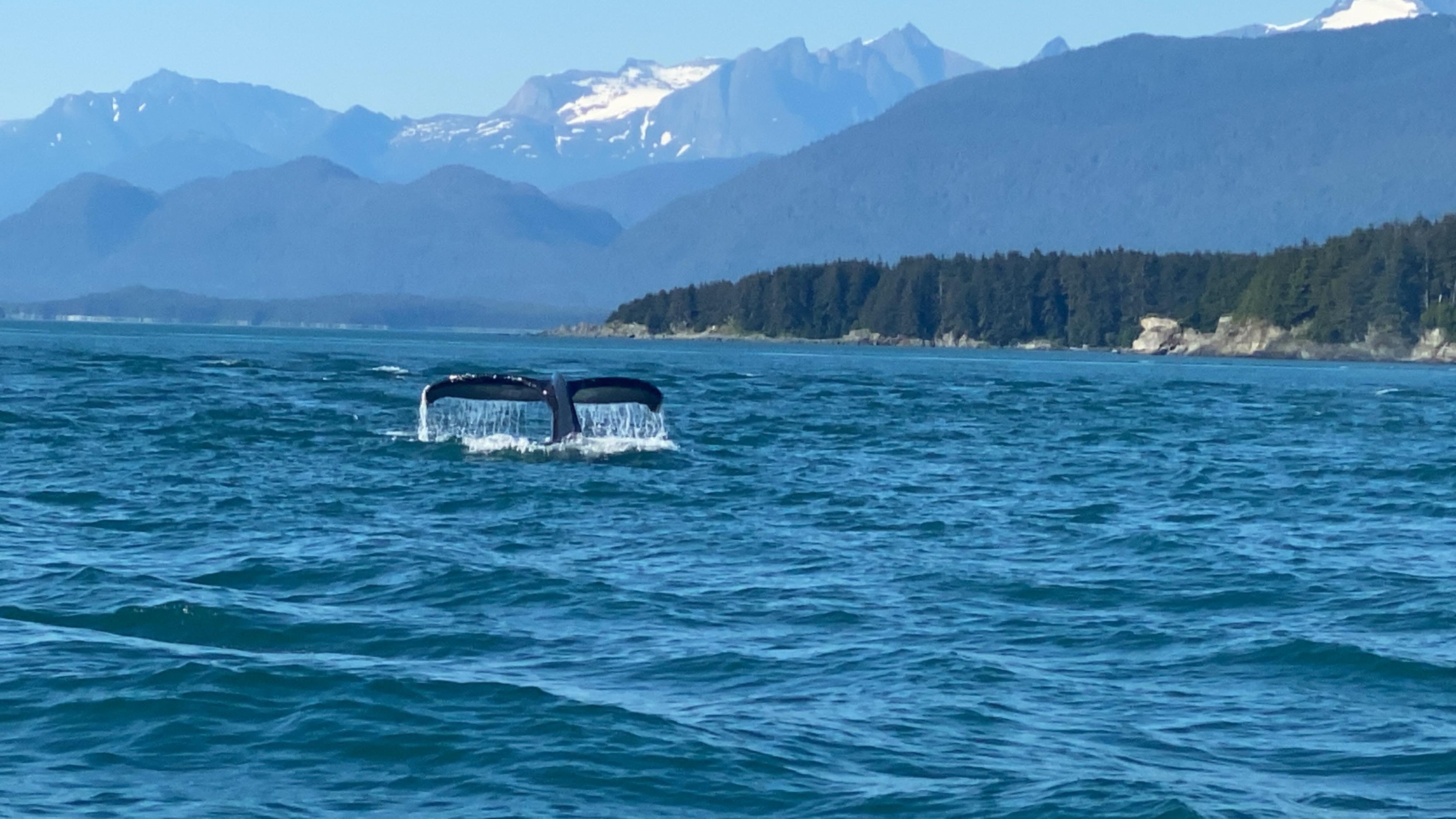 Mendenhall Glacier tour — Juneau glacier, Nugget Falls, and whale watching — image 4