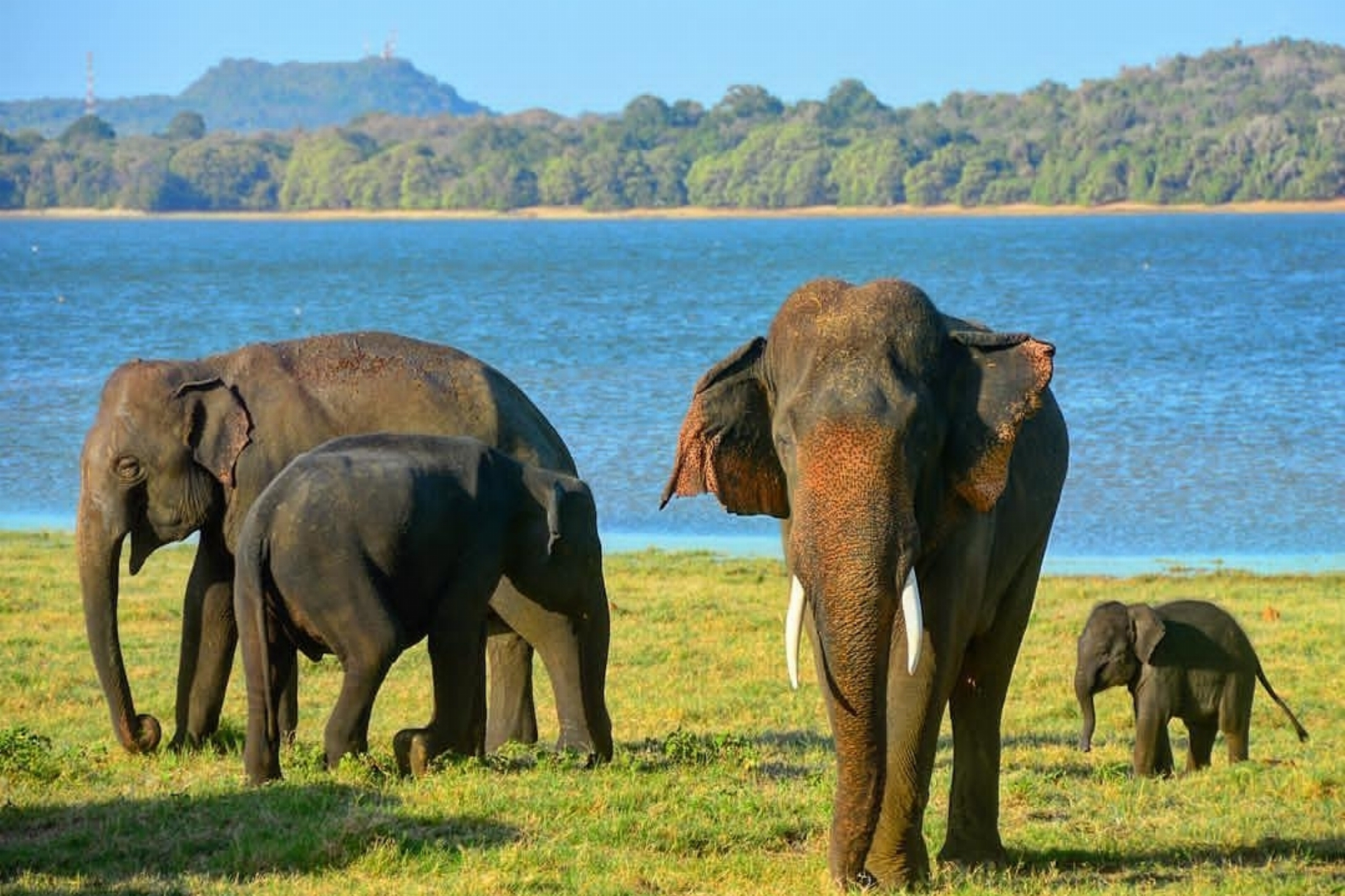 Minneriya National Park Elephant Safari from Sigiriya