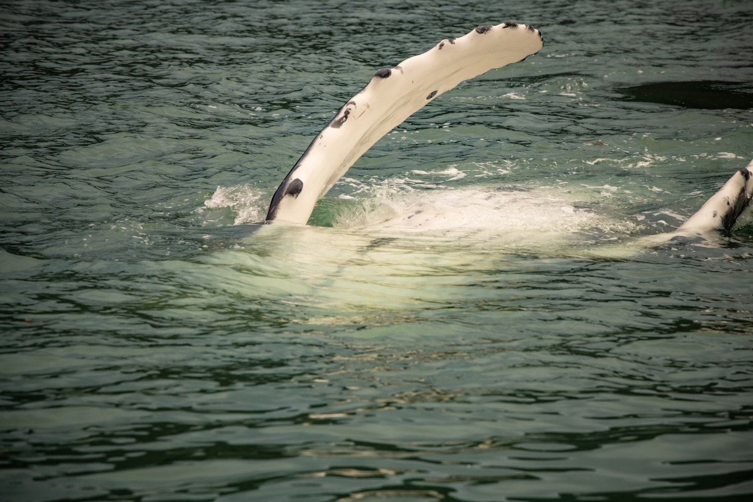 Mendenhall Glacier tour — Juneau glacier, Nugget Falls, and whale watching — image 3