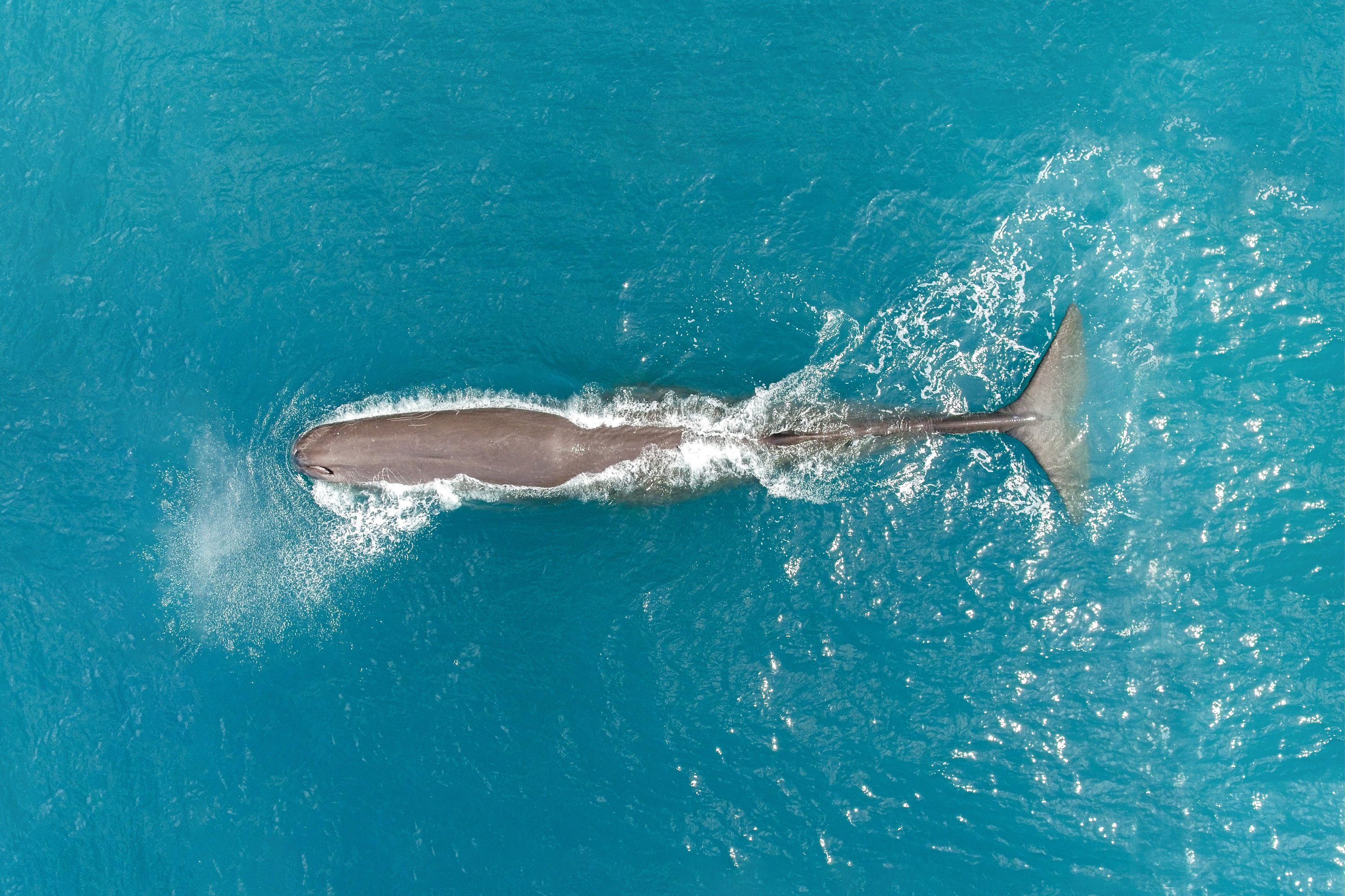 Kaikoura: Whale Watching Flight with Commentary