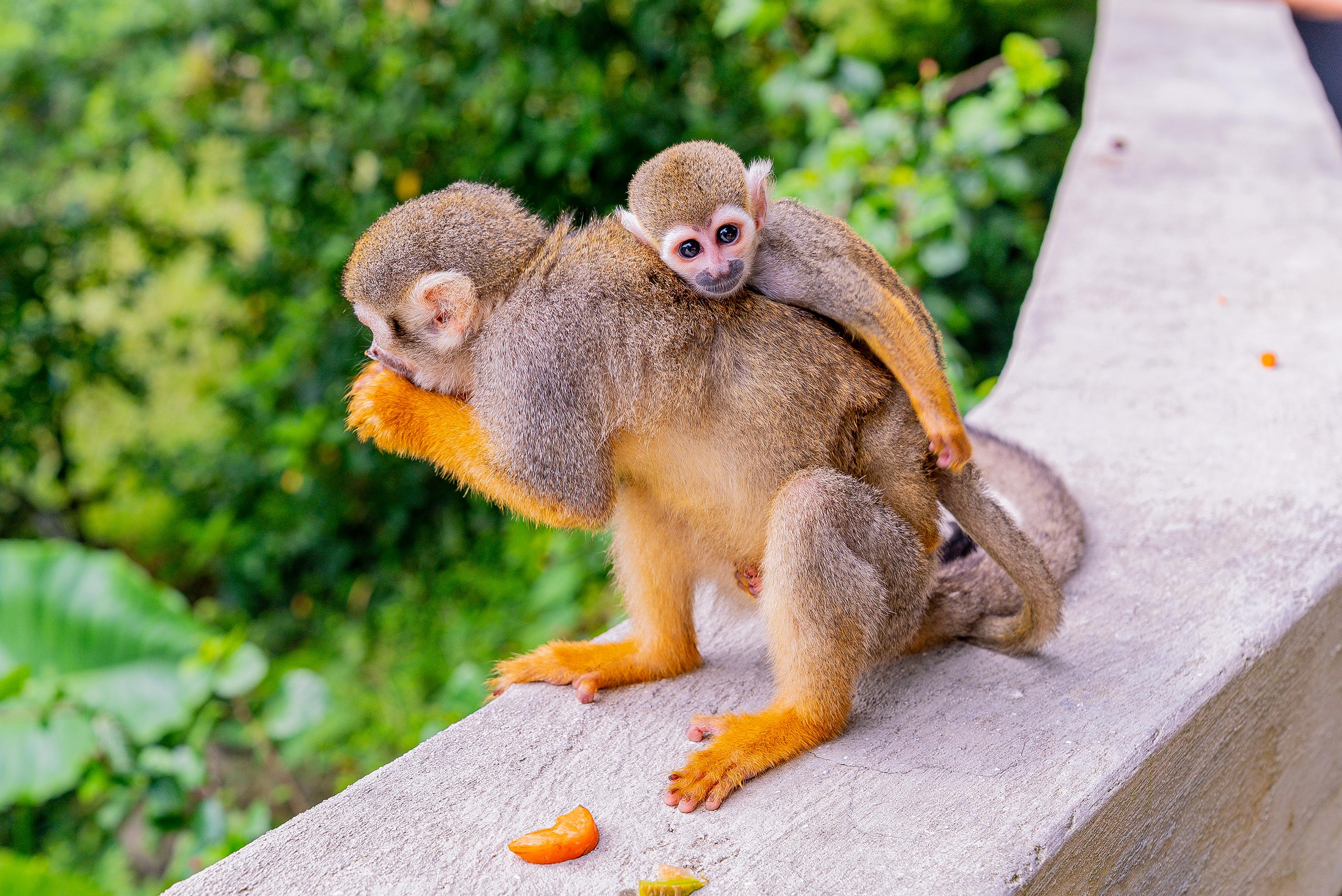 Punta Cana Zipline Adventure & Monkeyland Experience