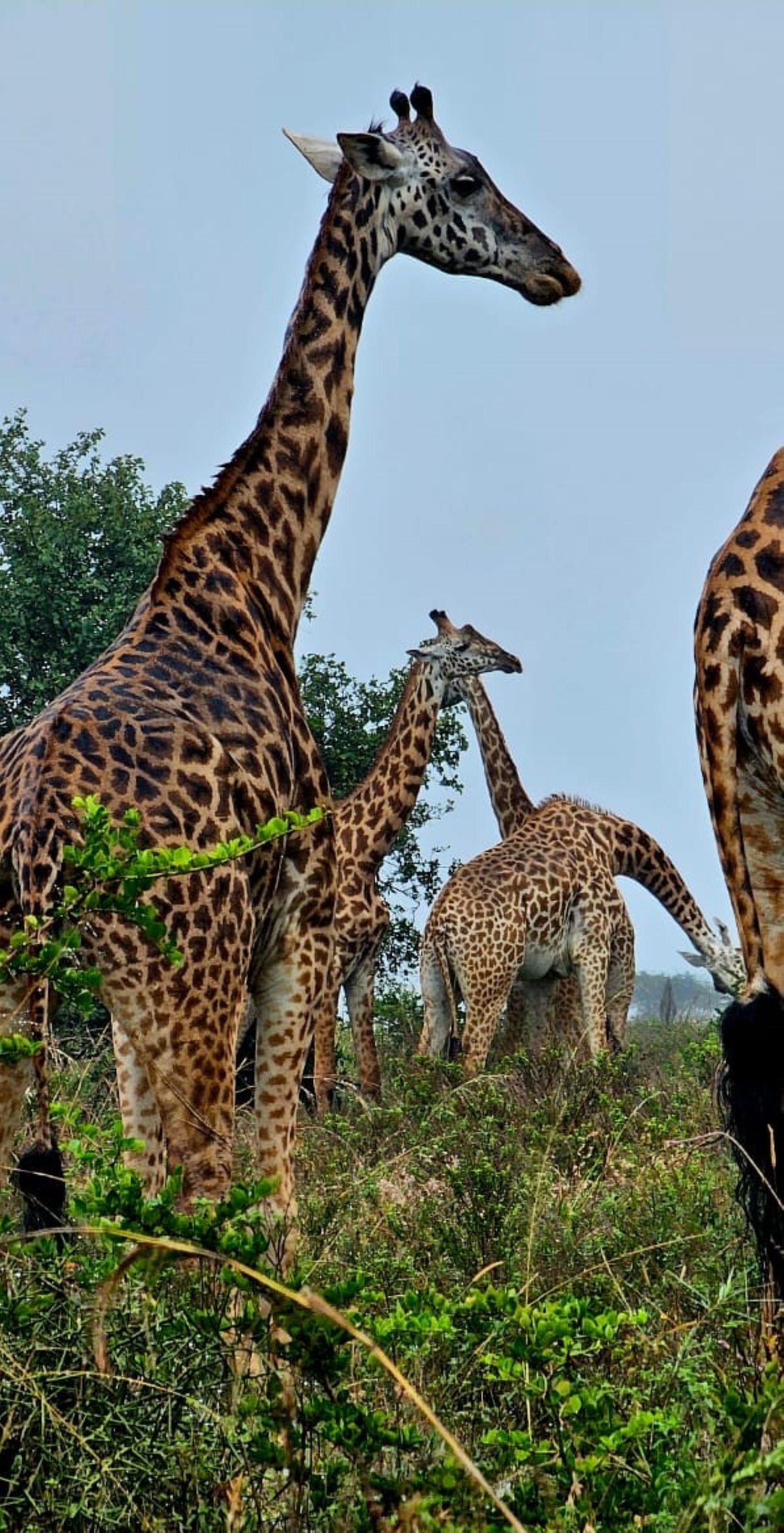 Nairobi Safari: National Park, Elephant Orphanage & Giraffe Center