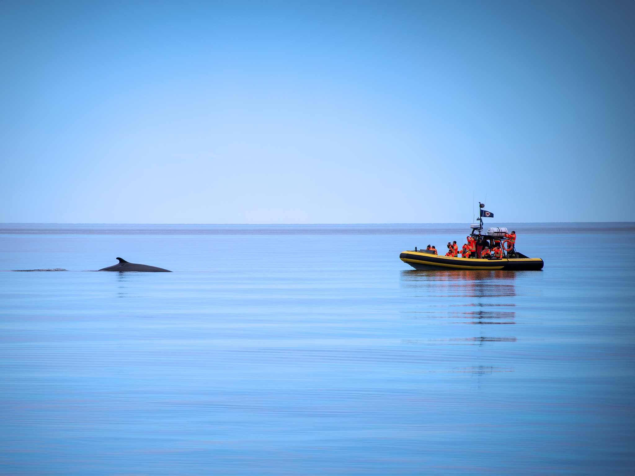 Tadoussac Zodiac Whale Watching Tour