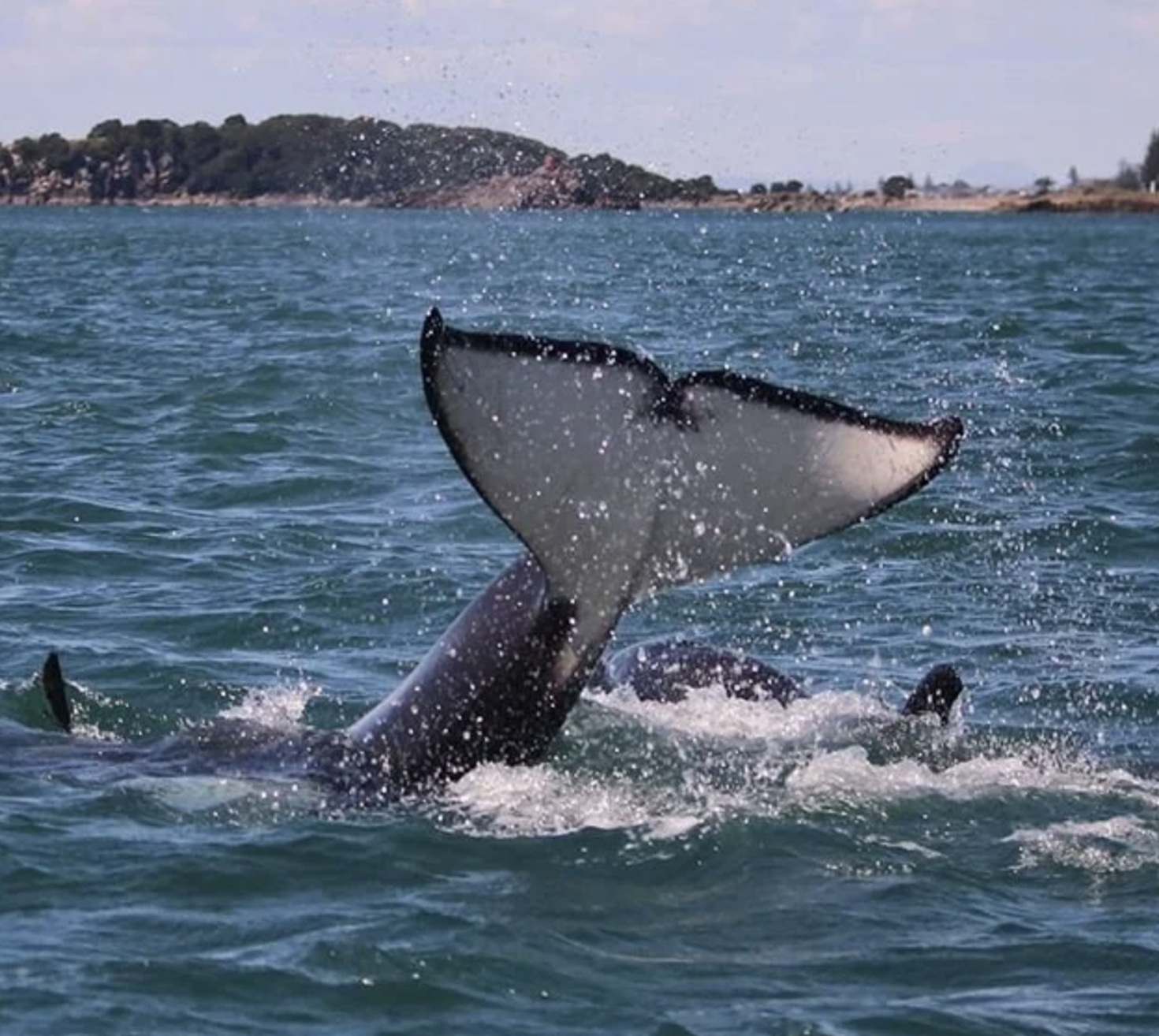 Bay of Plenty Dolphin Encounter & Island BBQ