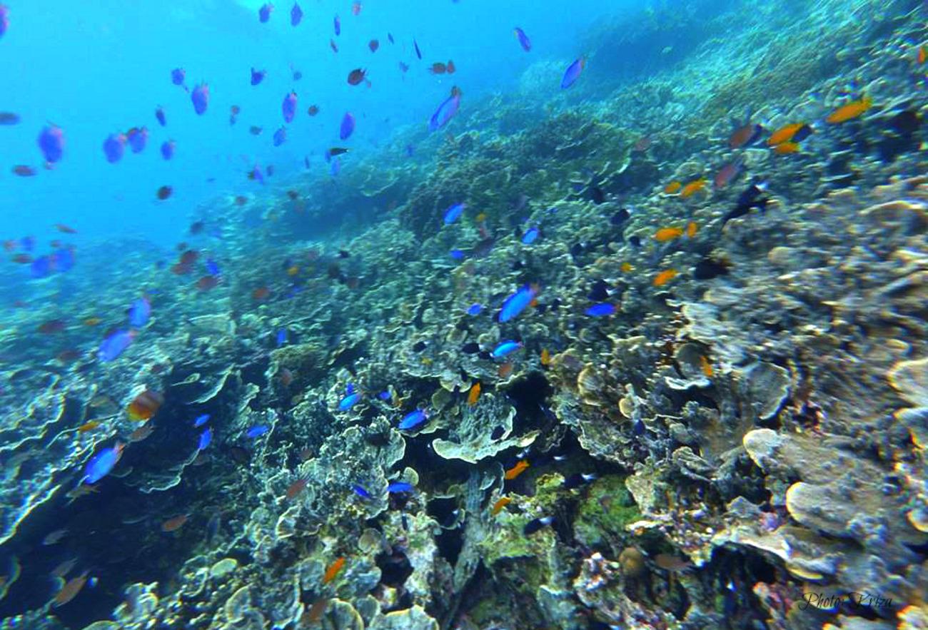 Cebu Full-Day Adventure: Whale Sharks, Kawasan Falls & Moalboal Sardines