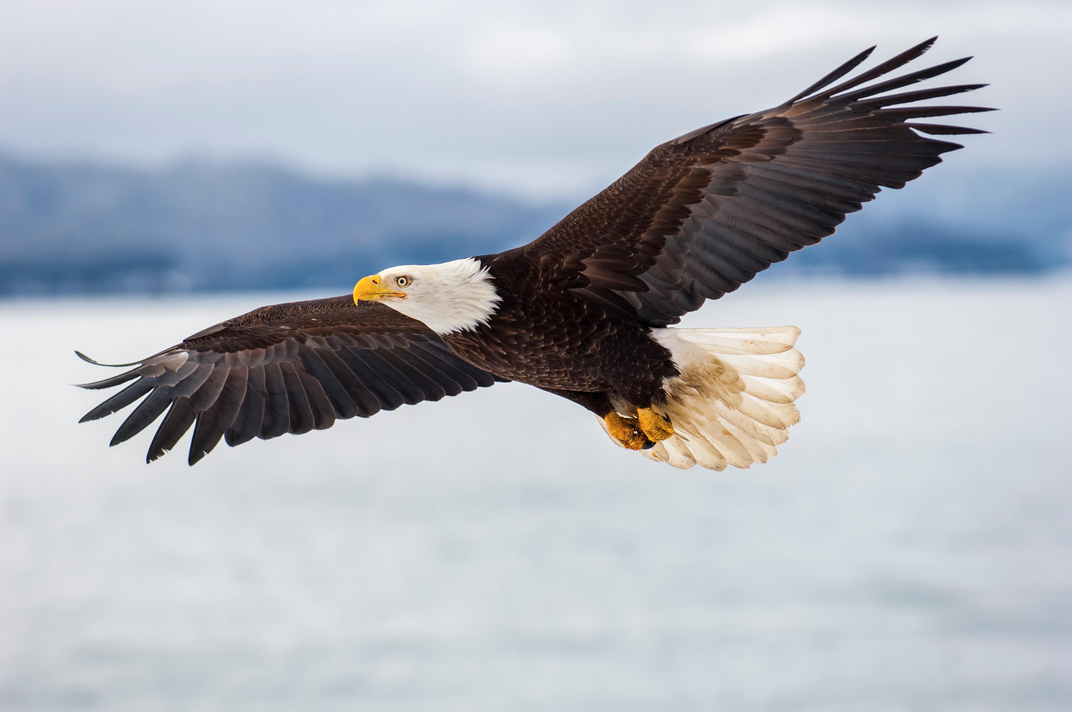Seattle Half-Day Salish Sea Whale Watching Cruise