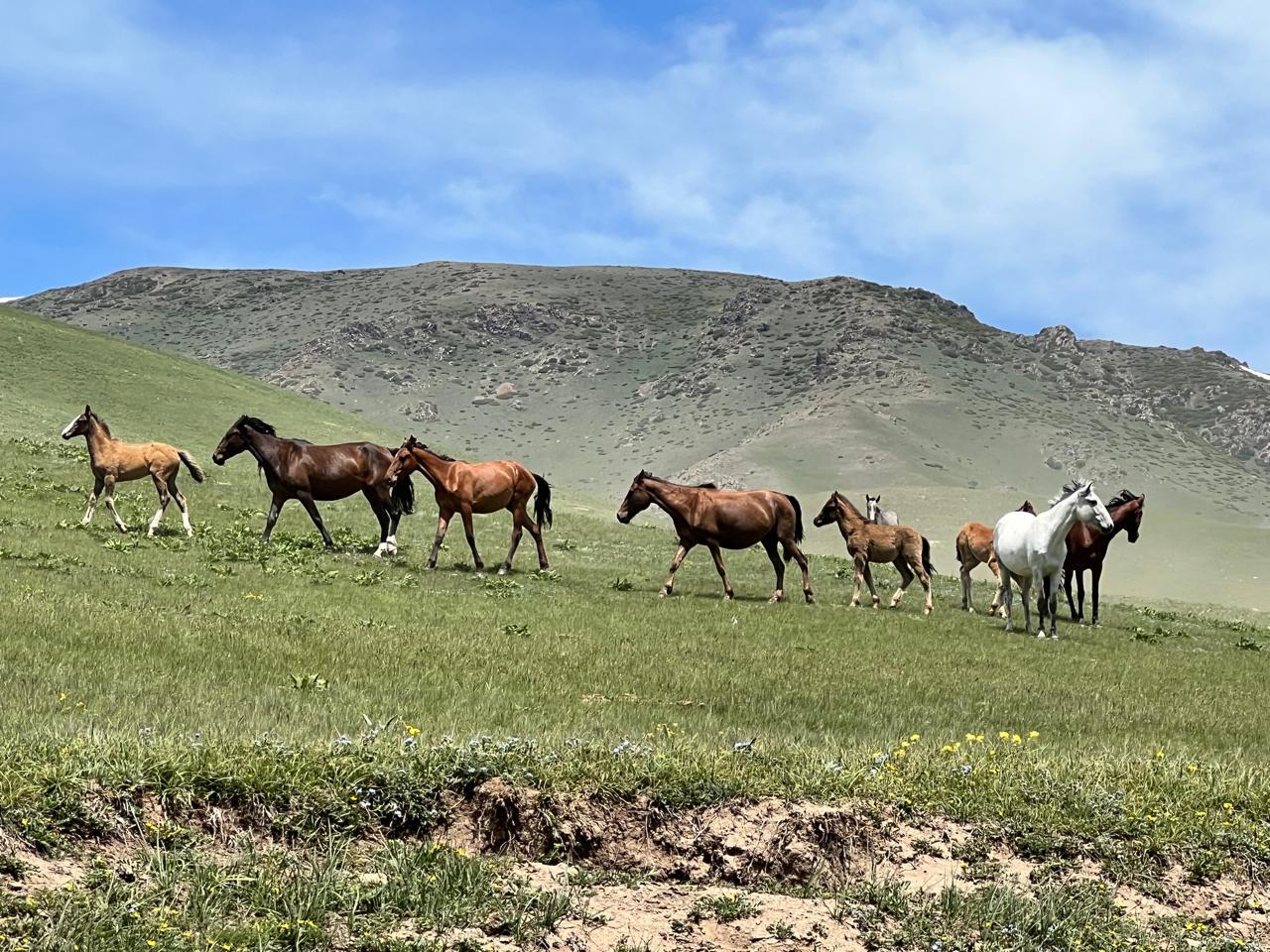 Assy Plateau & Bear Waterfall Day Tour