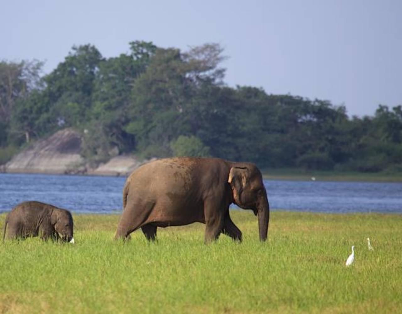 Full-Day Wilpattu National Park Safari from Anuradhapura