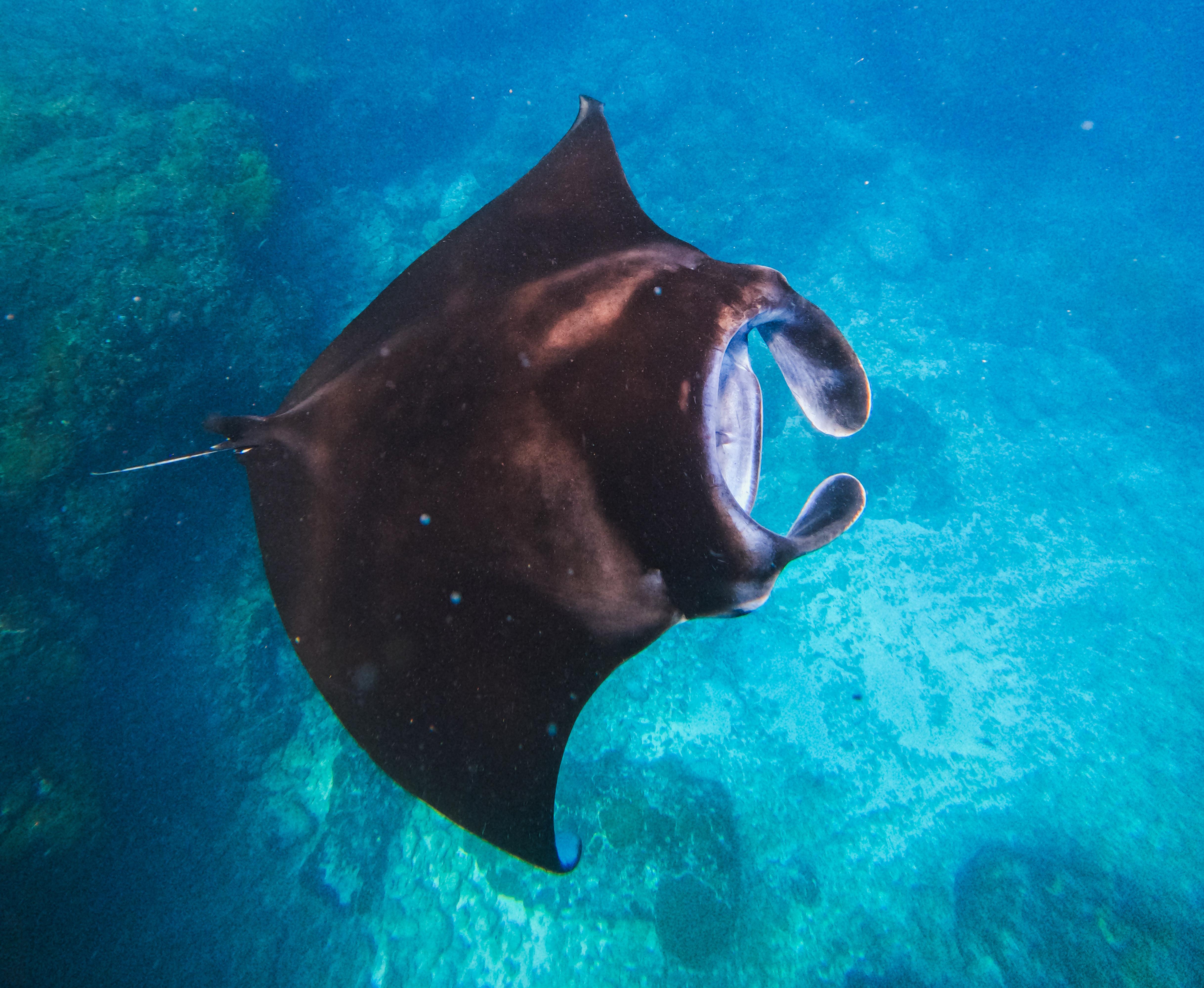 Nusa Lembongan Manta Ray Snorkeling & Island Discovery