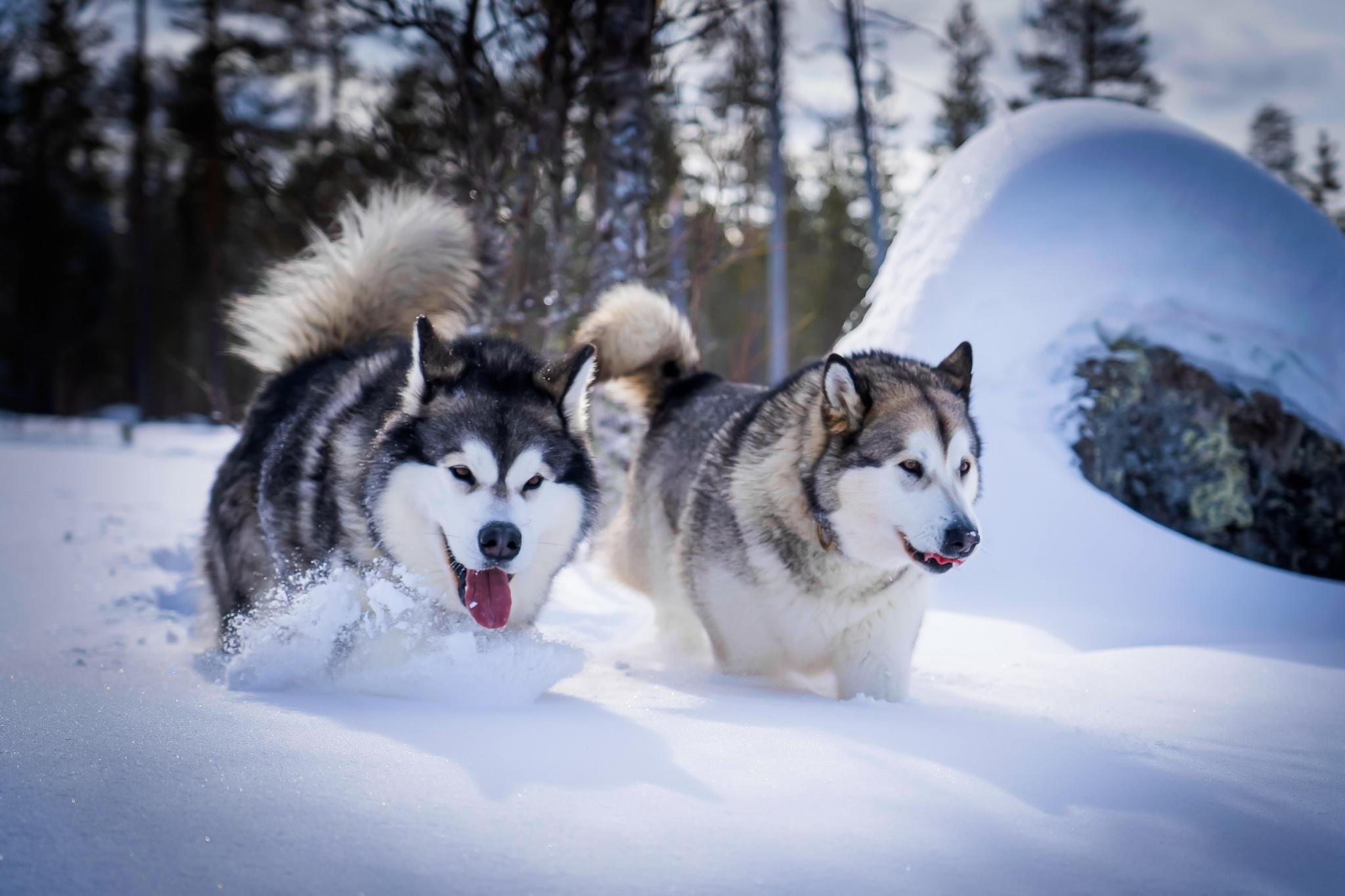 Rovaniemi Husky Safari: Drive Your Own Team & Lapland BBQ