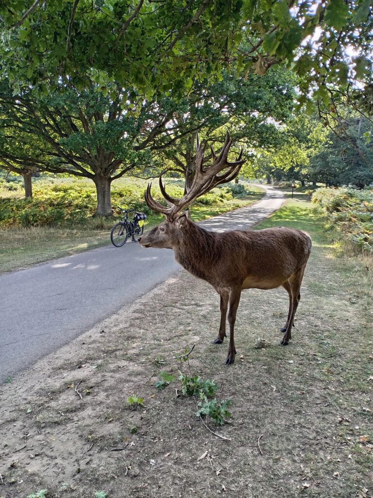 London to Windsor Royal E-Bike Adventure