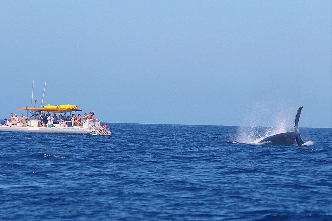 Lahaina Whale Watching Superraft Experience