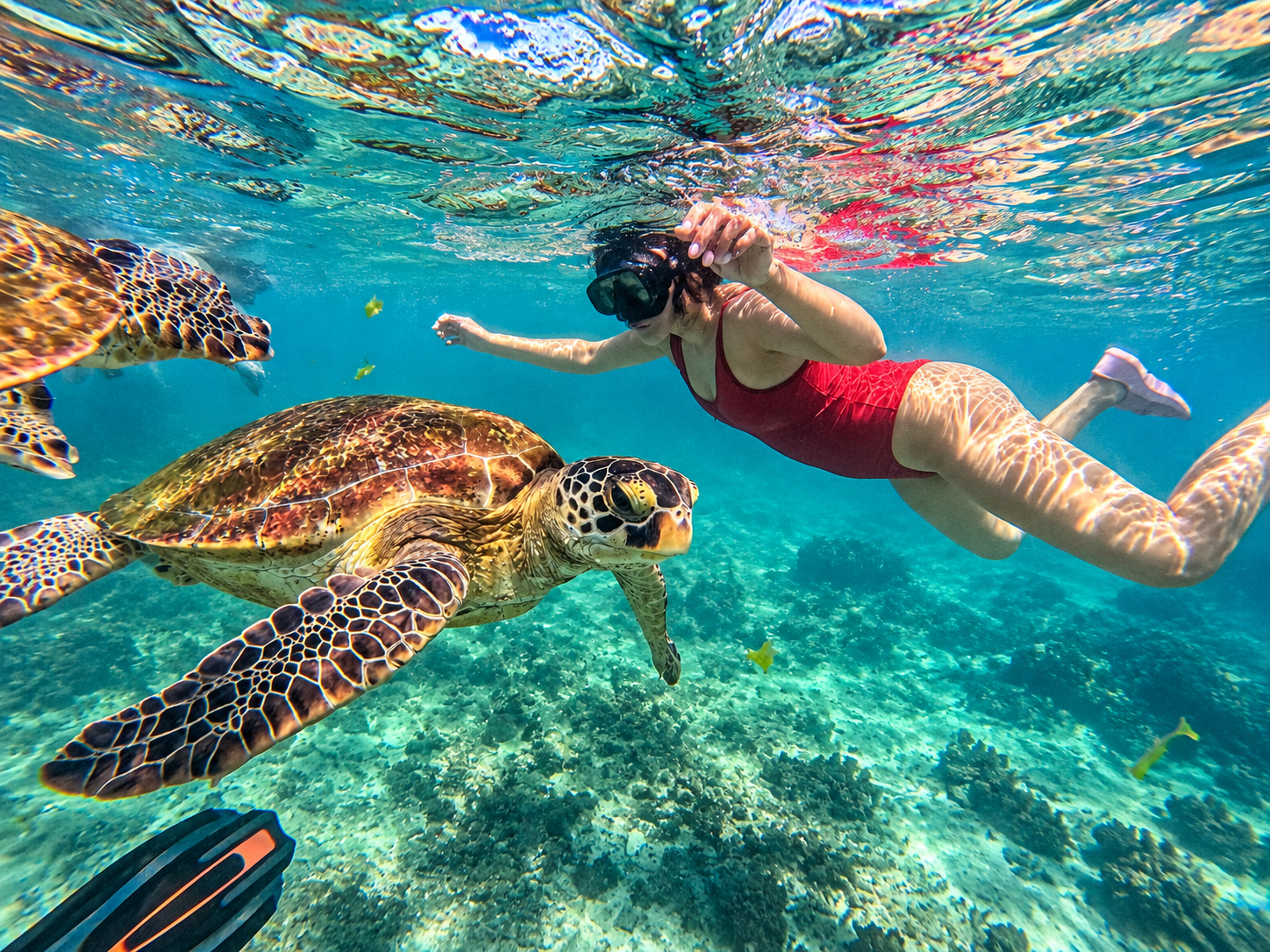 Mirissa Sea Turtle Snorkeling & Coral Reef Tour