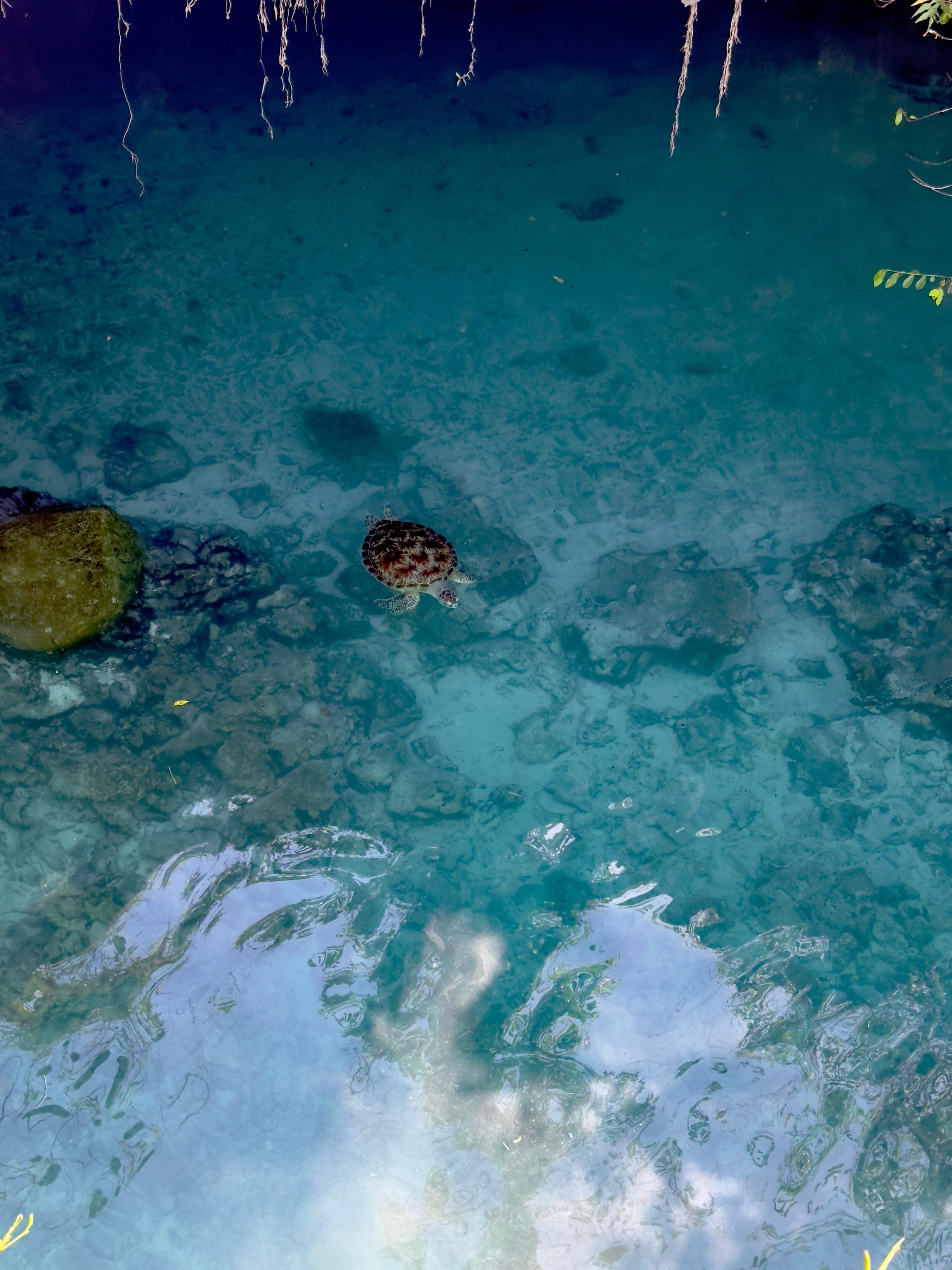 Zanzibar: Swim with Sea Turtles at Salaam Cave, Kizimkazi