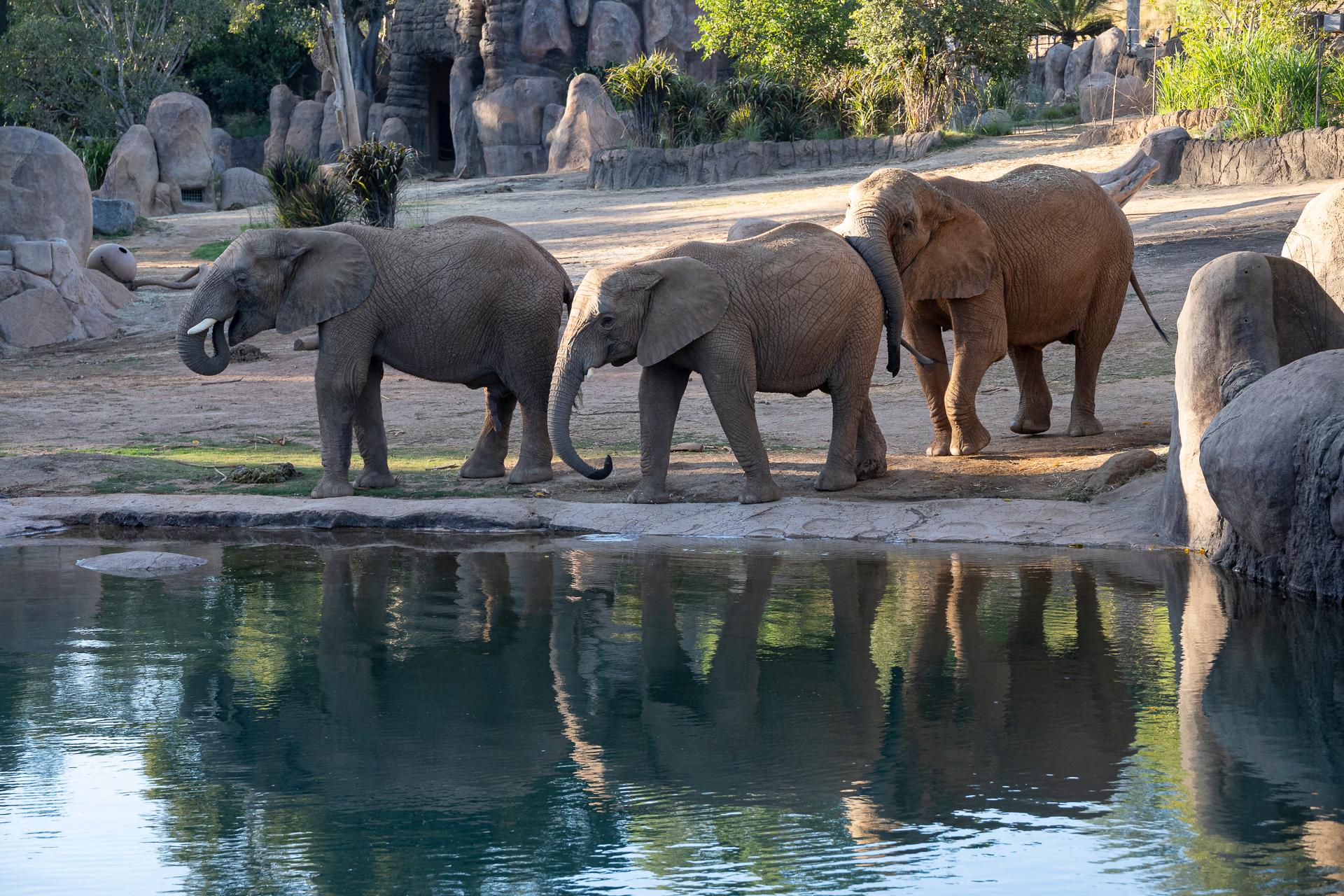 San Diego Zoo admission — animals and habitats in Balboa Park, San Diego — photo 13