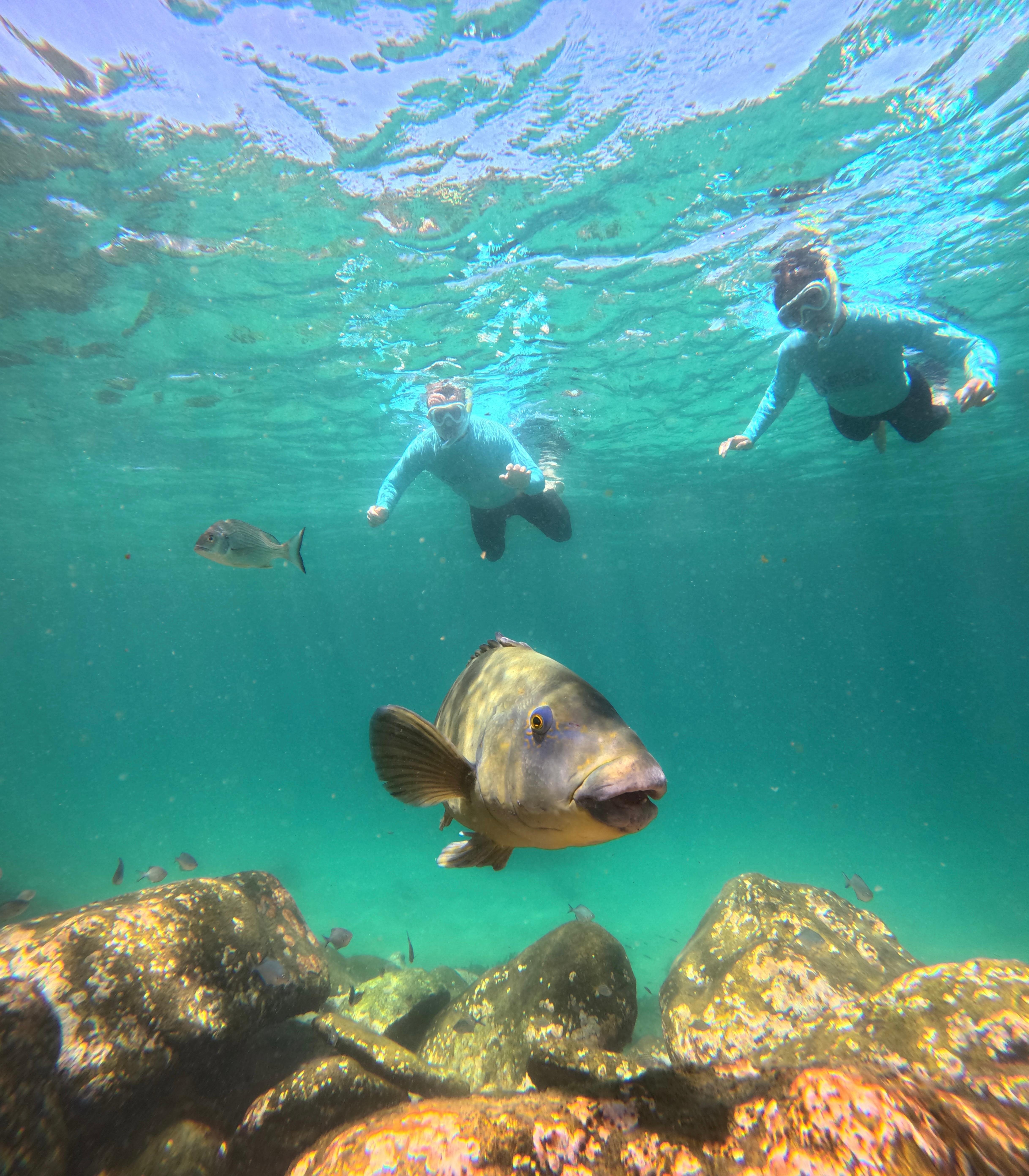 Guided Snorkeling Adventure at Manly Beach