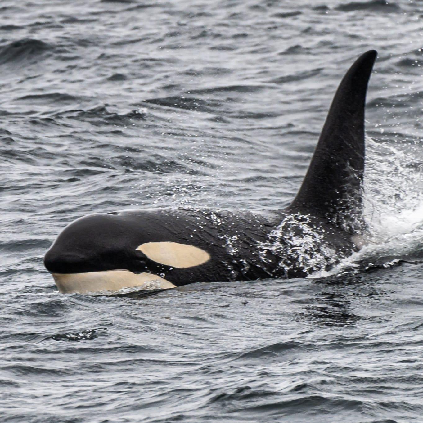 Vesterålen Arctic Ocean Expedition: Whales, Puffins & Seals from Stø