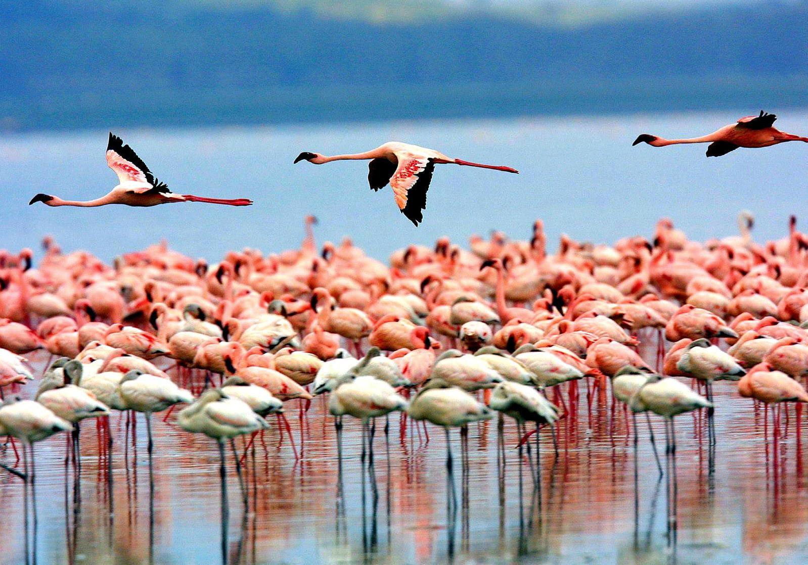Arusha National Park Full-Day Safari