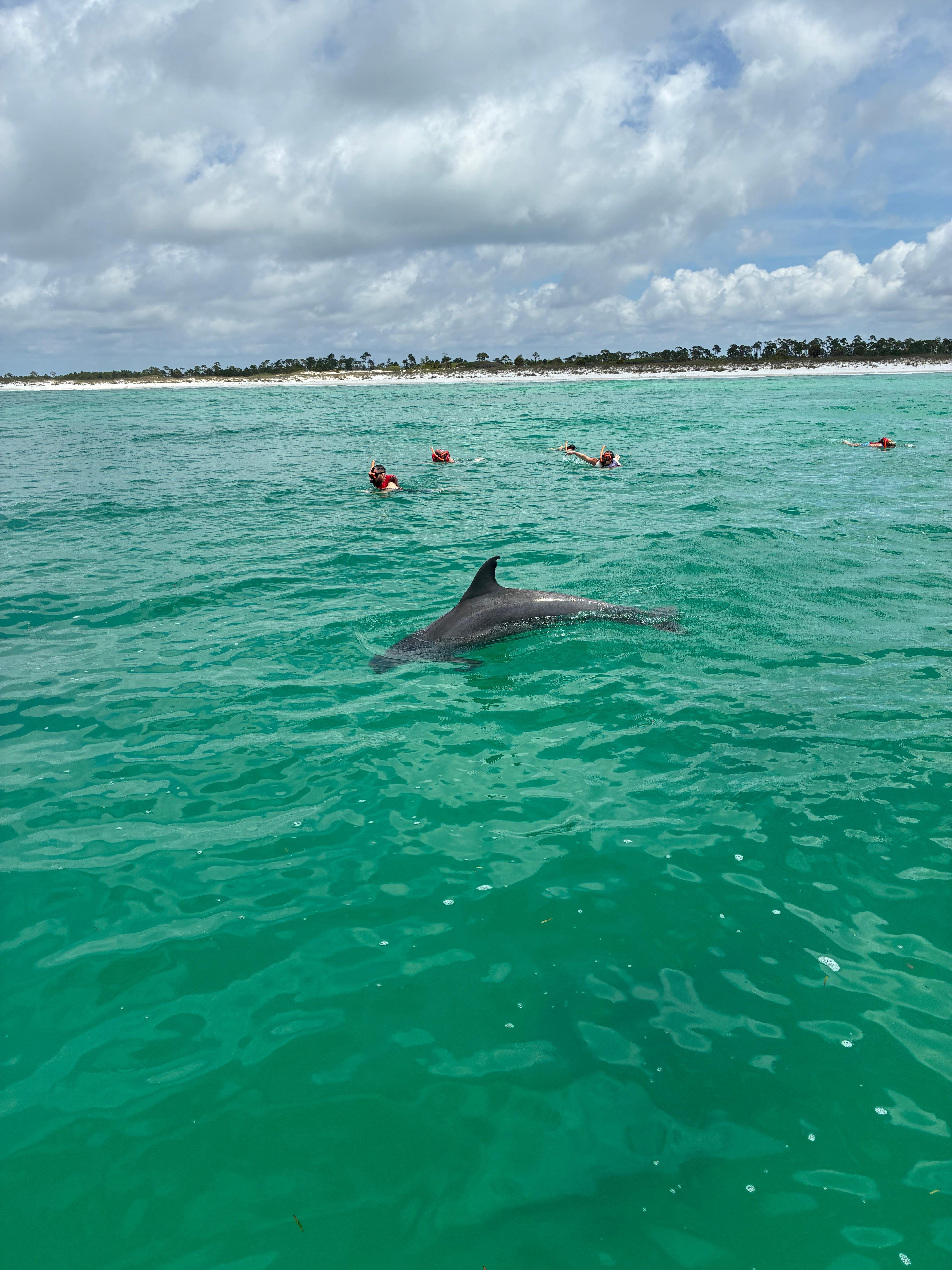 Panama City Dolphin Encounter & Snorkeling Adventure