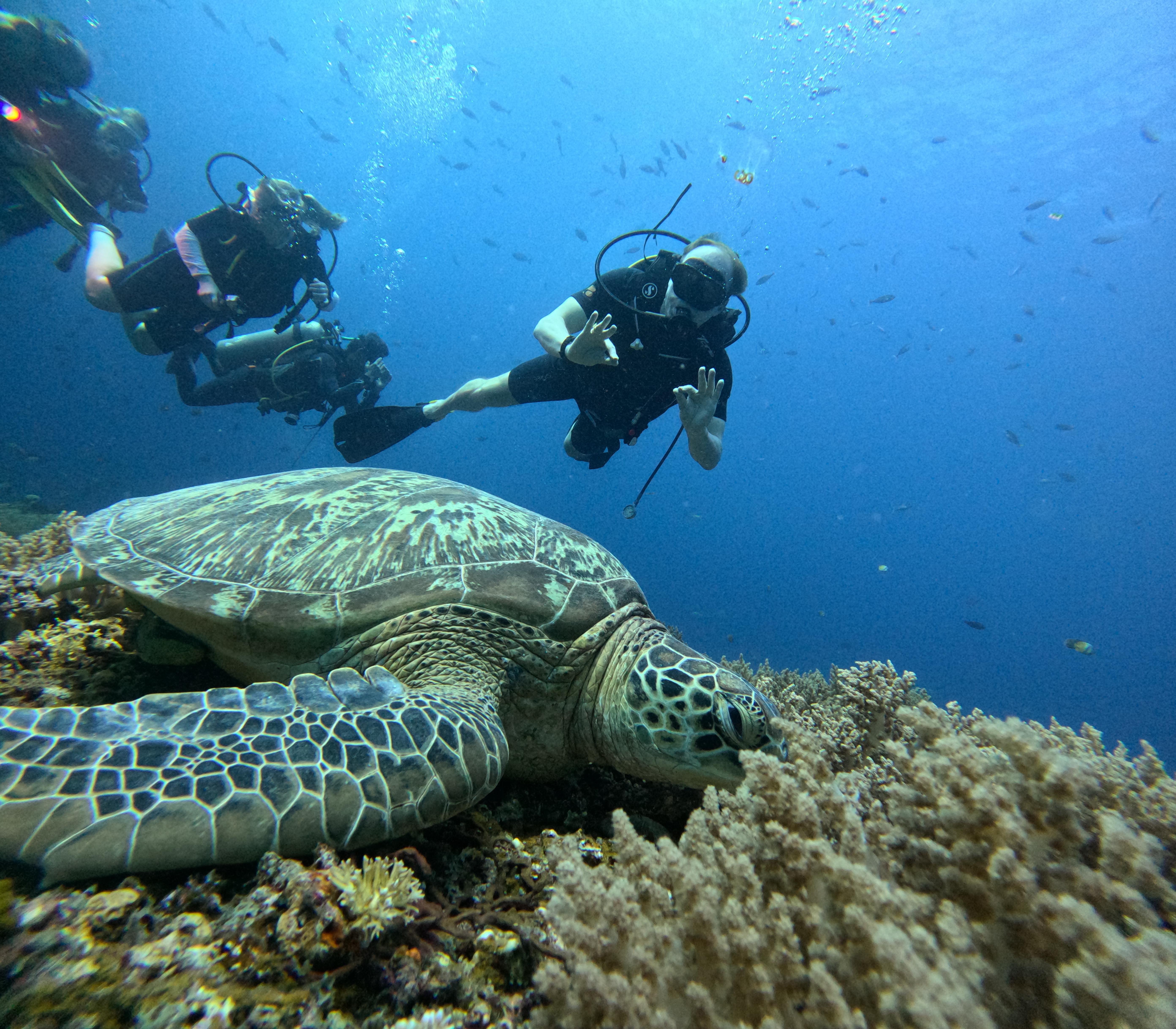 Beginner Scuba Diving Experience - North Mauritius