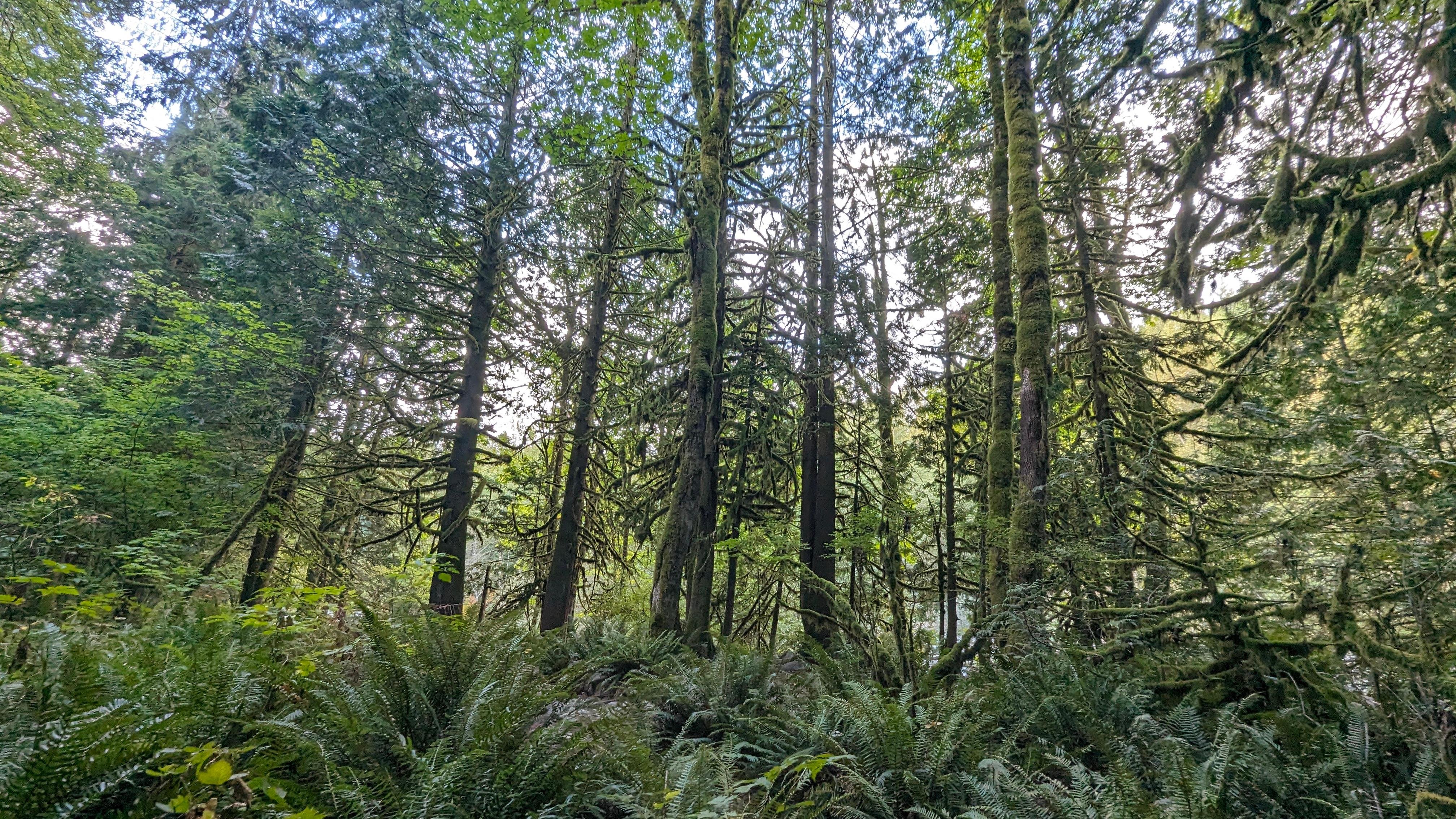 Vancouver North Shore & Capilano Canyon Lights Explorer