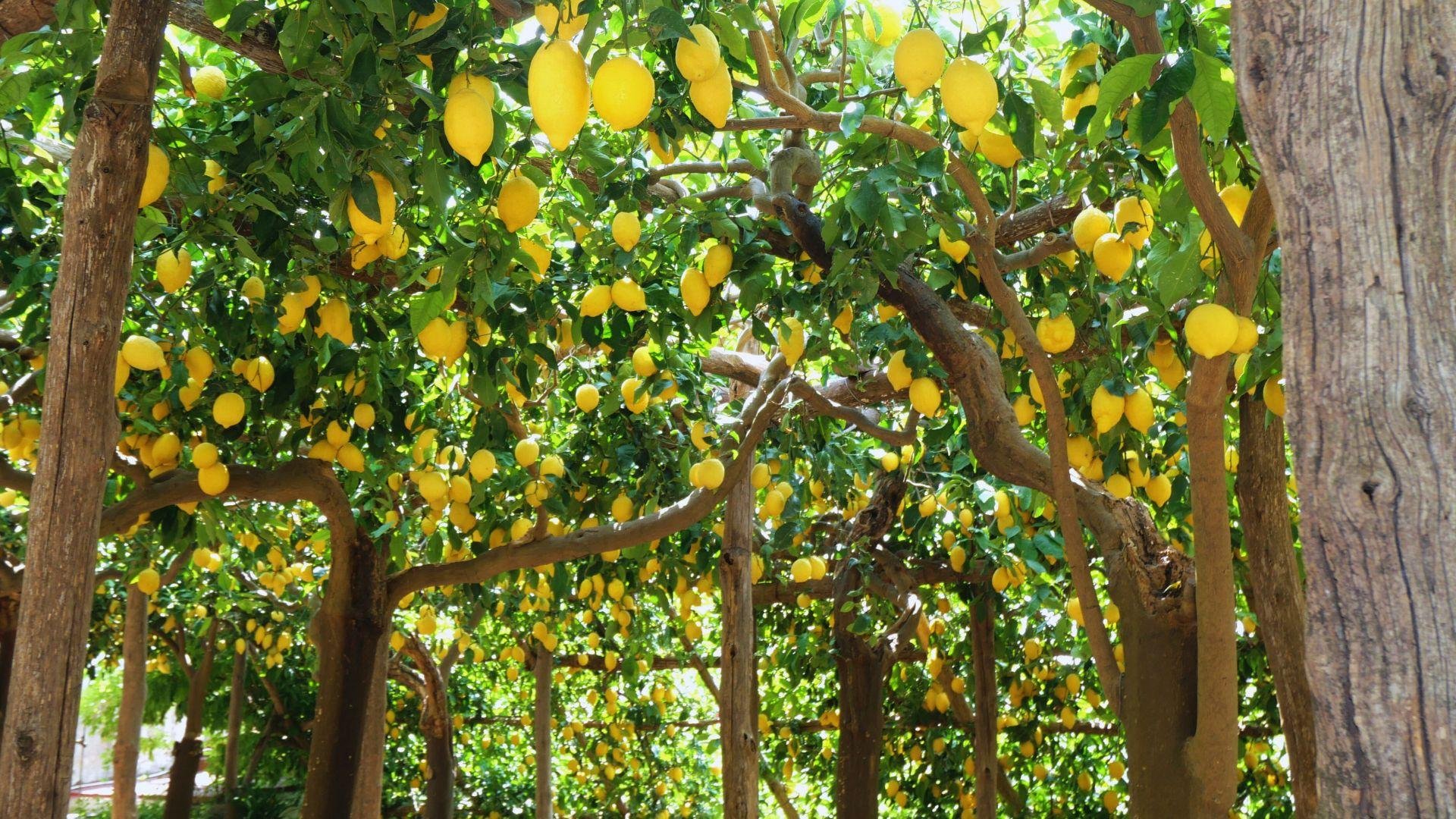 Path of the Lemons Hiking Experience