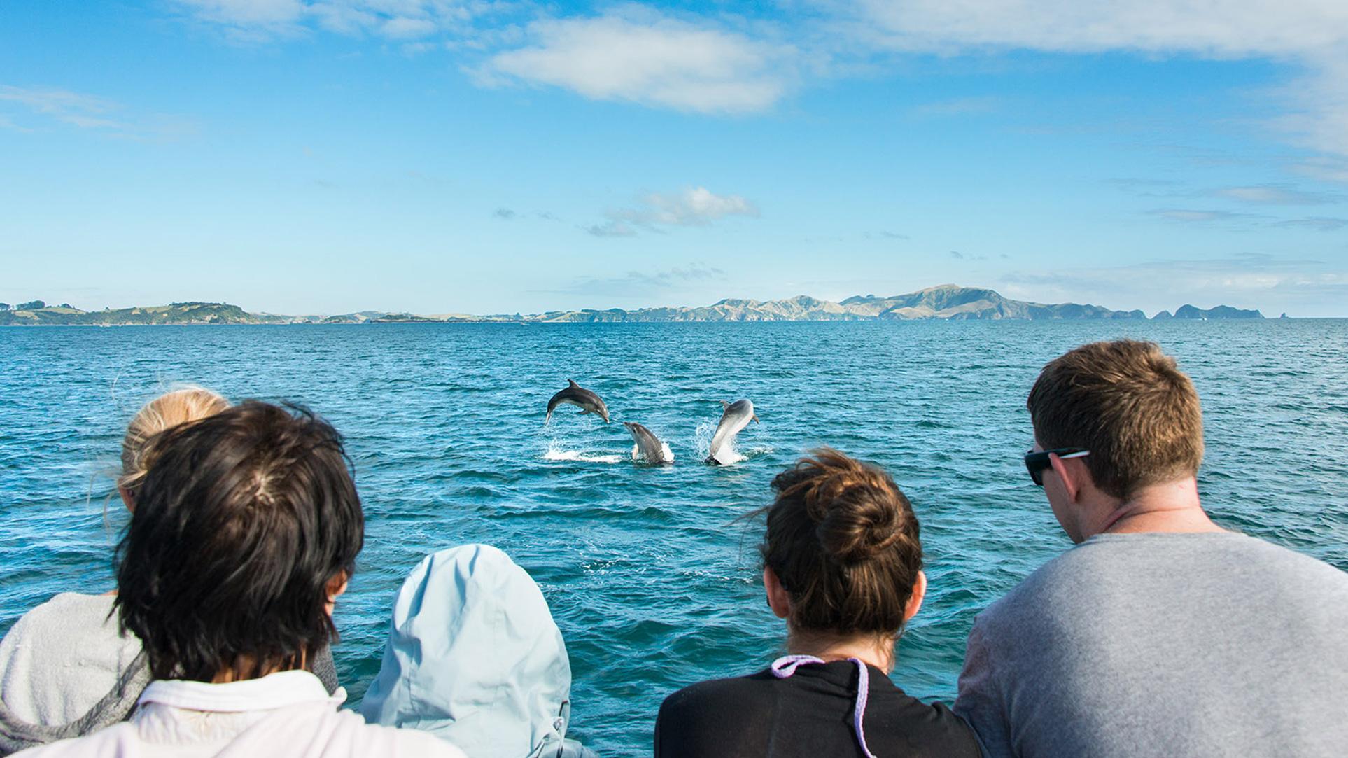 Bay of Islands Dolphin Eco Cruise & Island Stopover