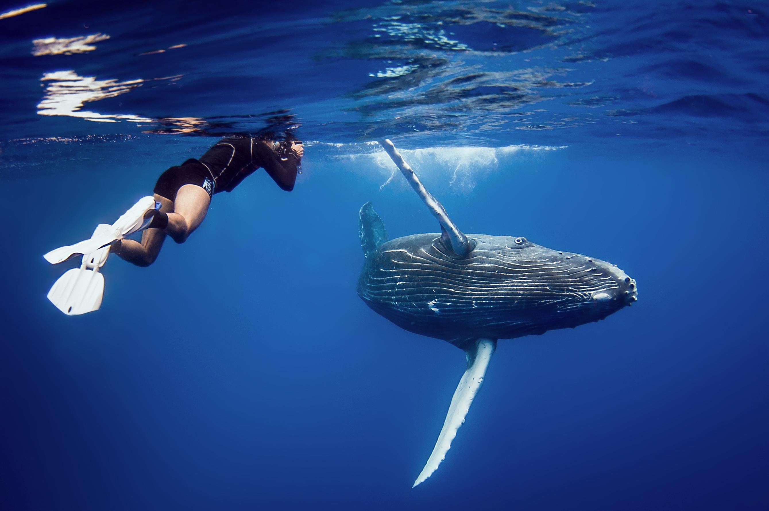 Private Whale Watching & Beach Island Escape