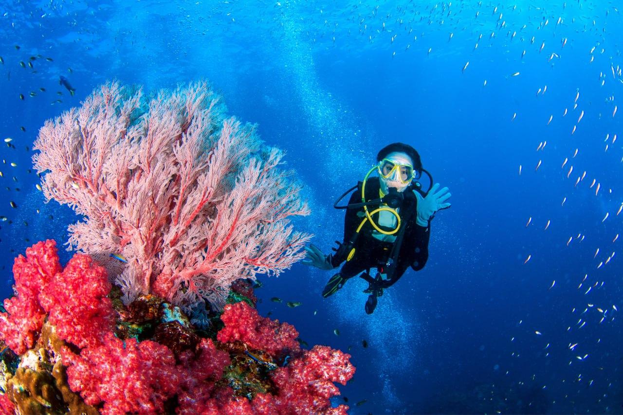 3-Dive Certification Expedition: Phi Phi Islands & Shark Point