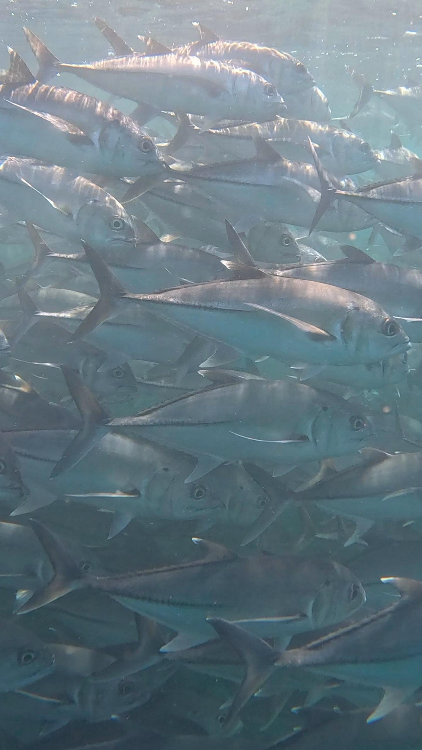 Cabo Pulmo National Park: Full-Day 2-Tank Scuba Diving Adventure