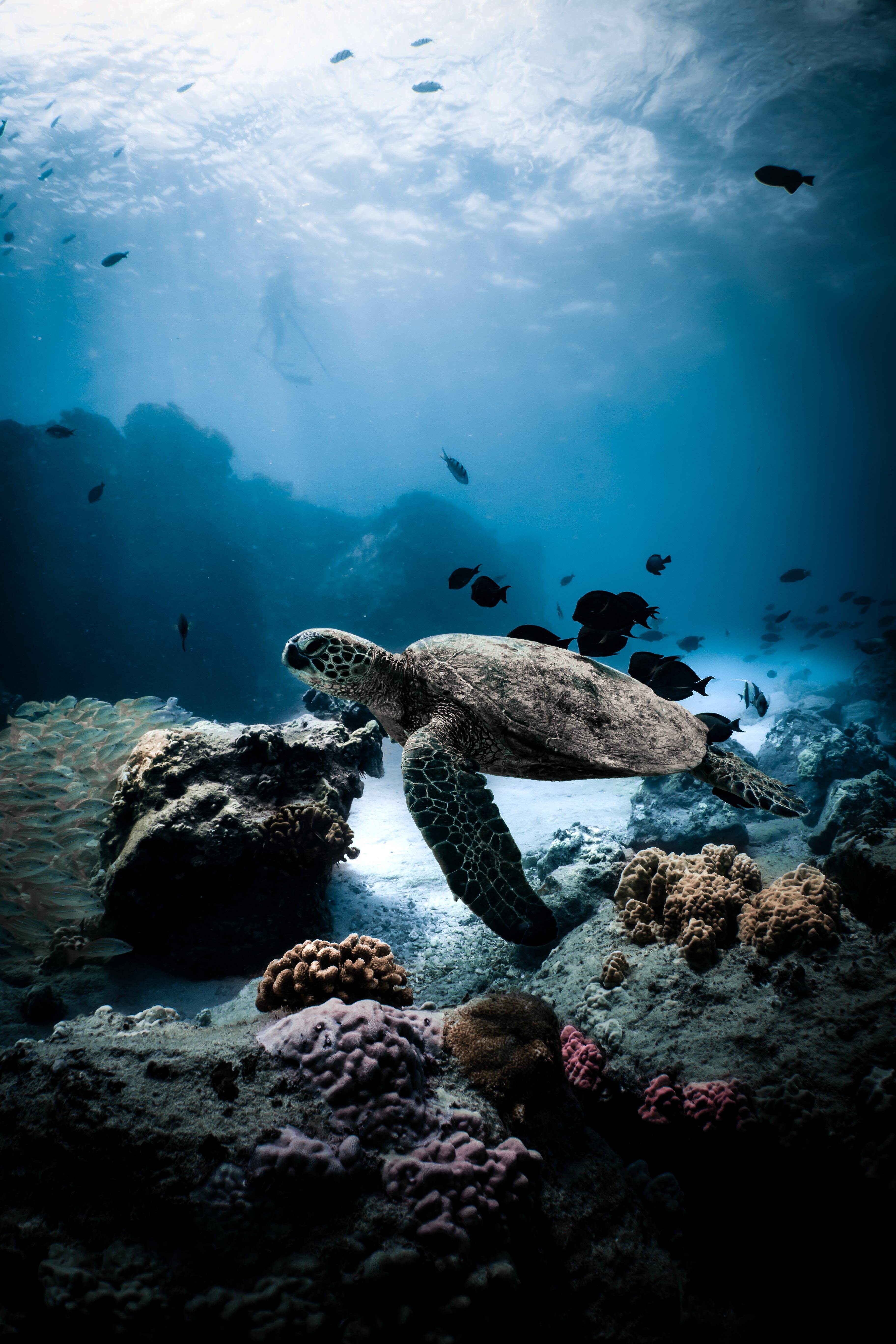 Turtle Canyon Snorkeling Adventure