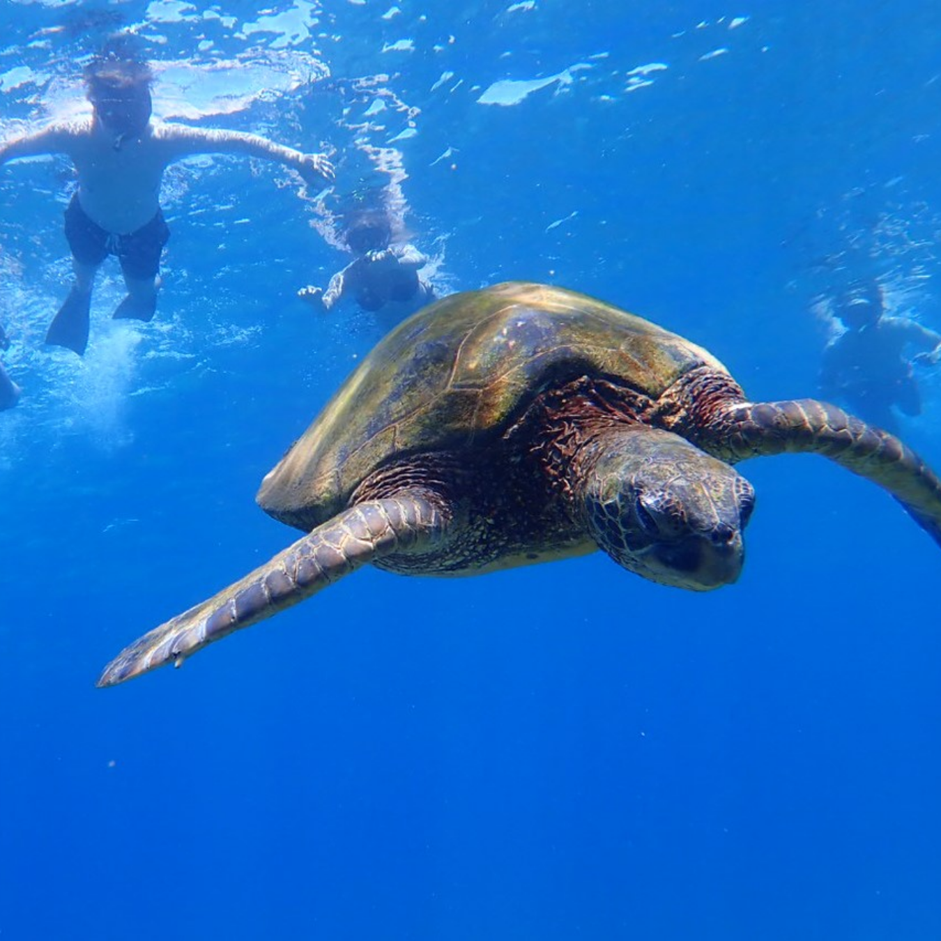 Balicasag Island Snorkeling & Dolphin Watching